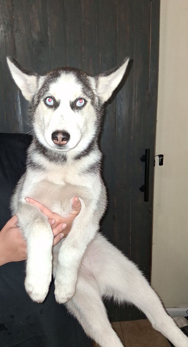 4 month old husky puppies image 2
