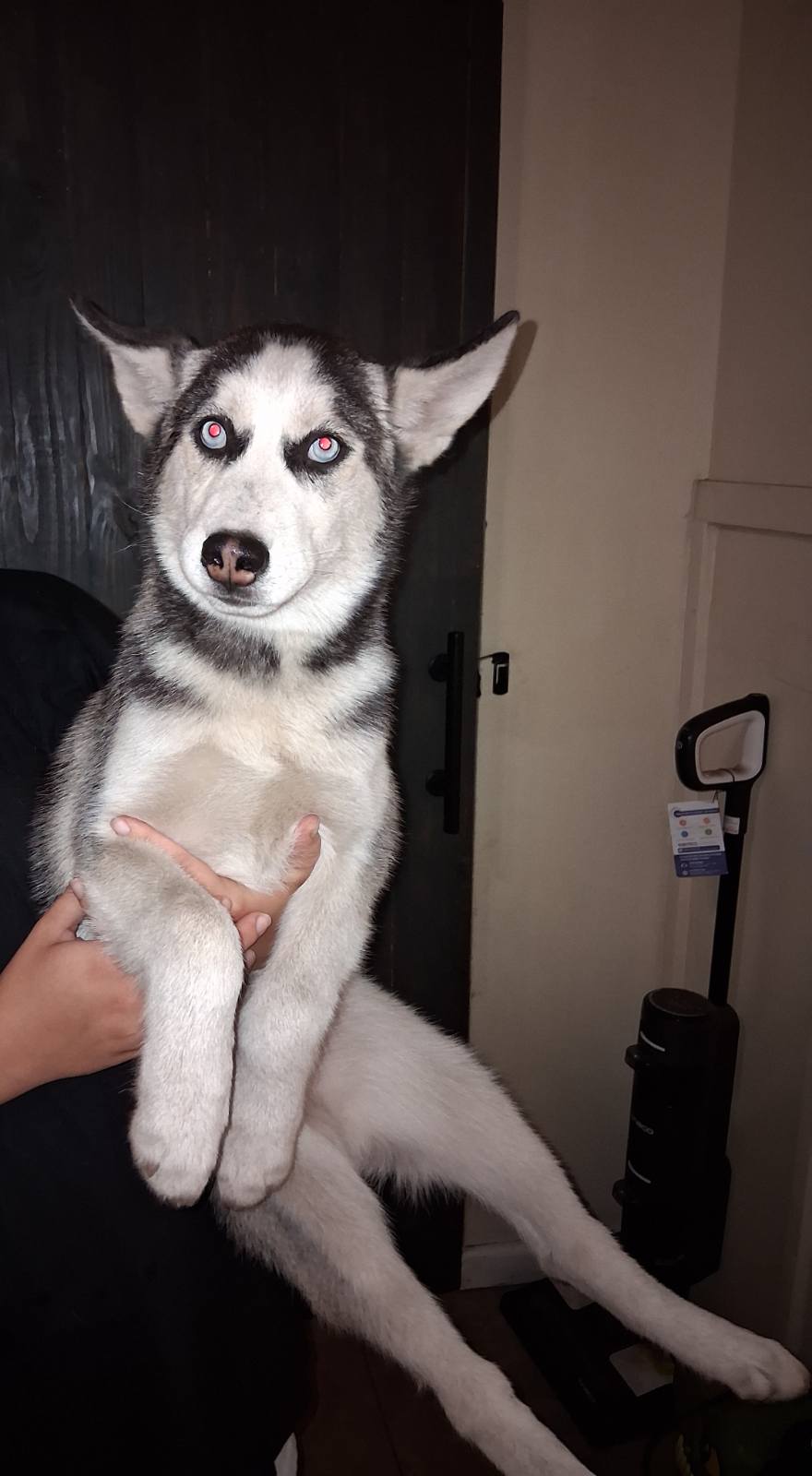 4 month old husky puppies image 3