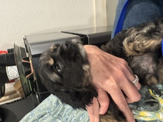American Cocker Spaniel Puppy image 5
