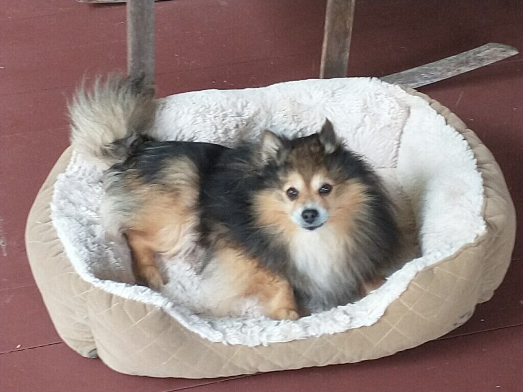 Pomeranian, Free Stud Dog Service image 2