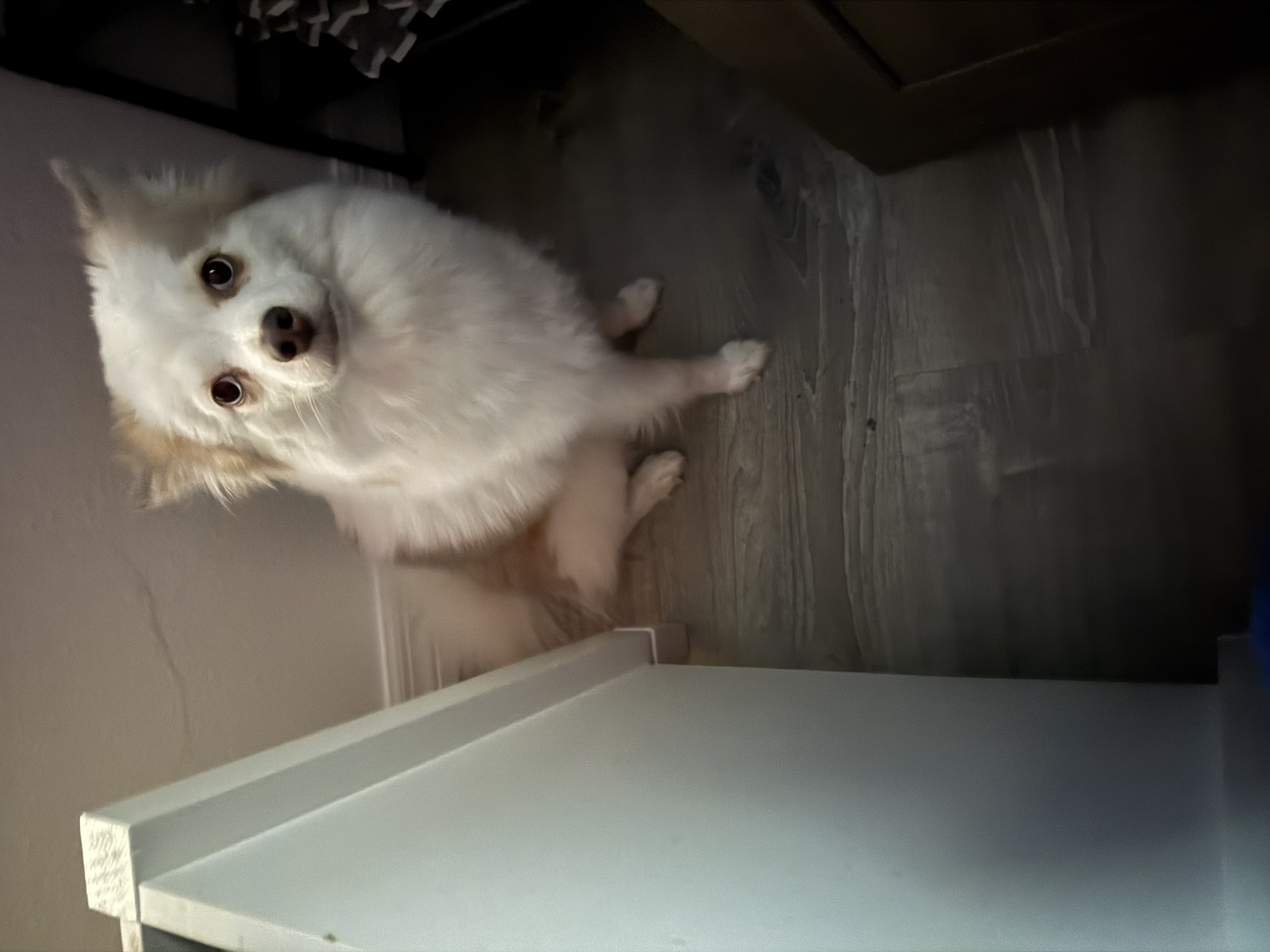 2 year old Pomsky image 4