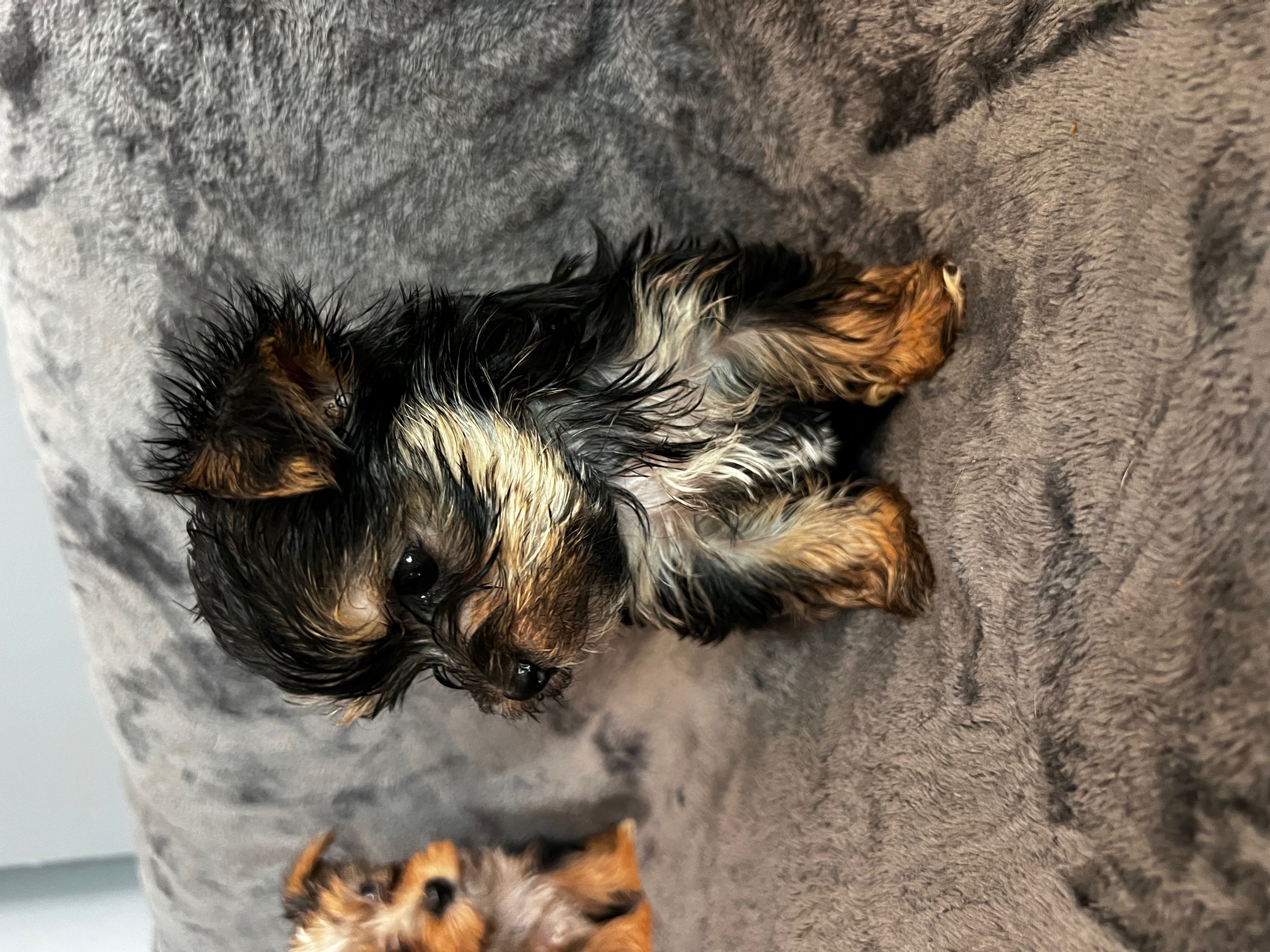 Yorkshire Terrier image 1