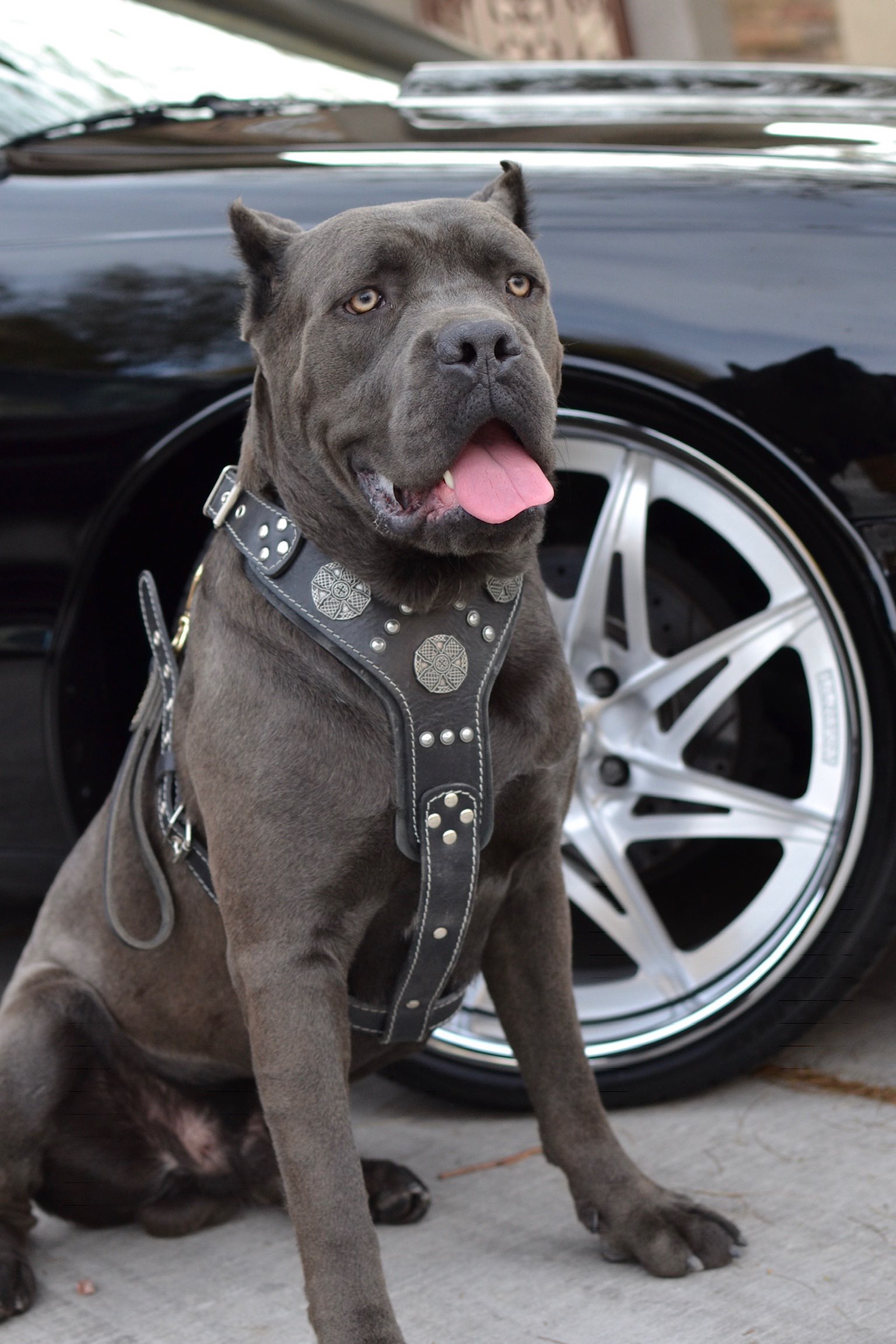 Stud Cane Corso image 1
