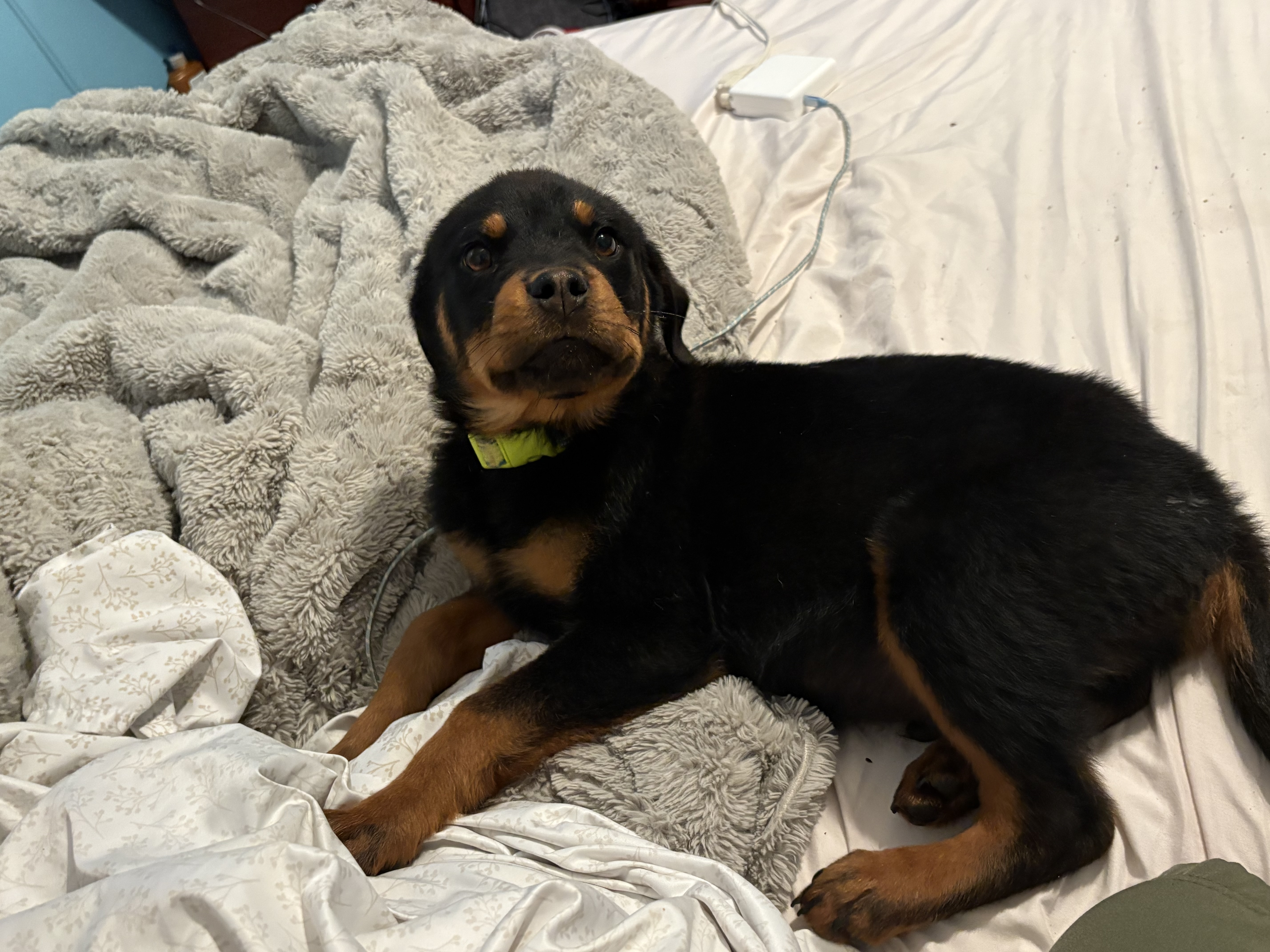 Rottweiler&husky pups image 1