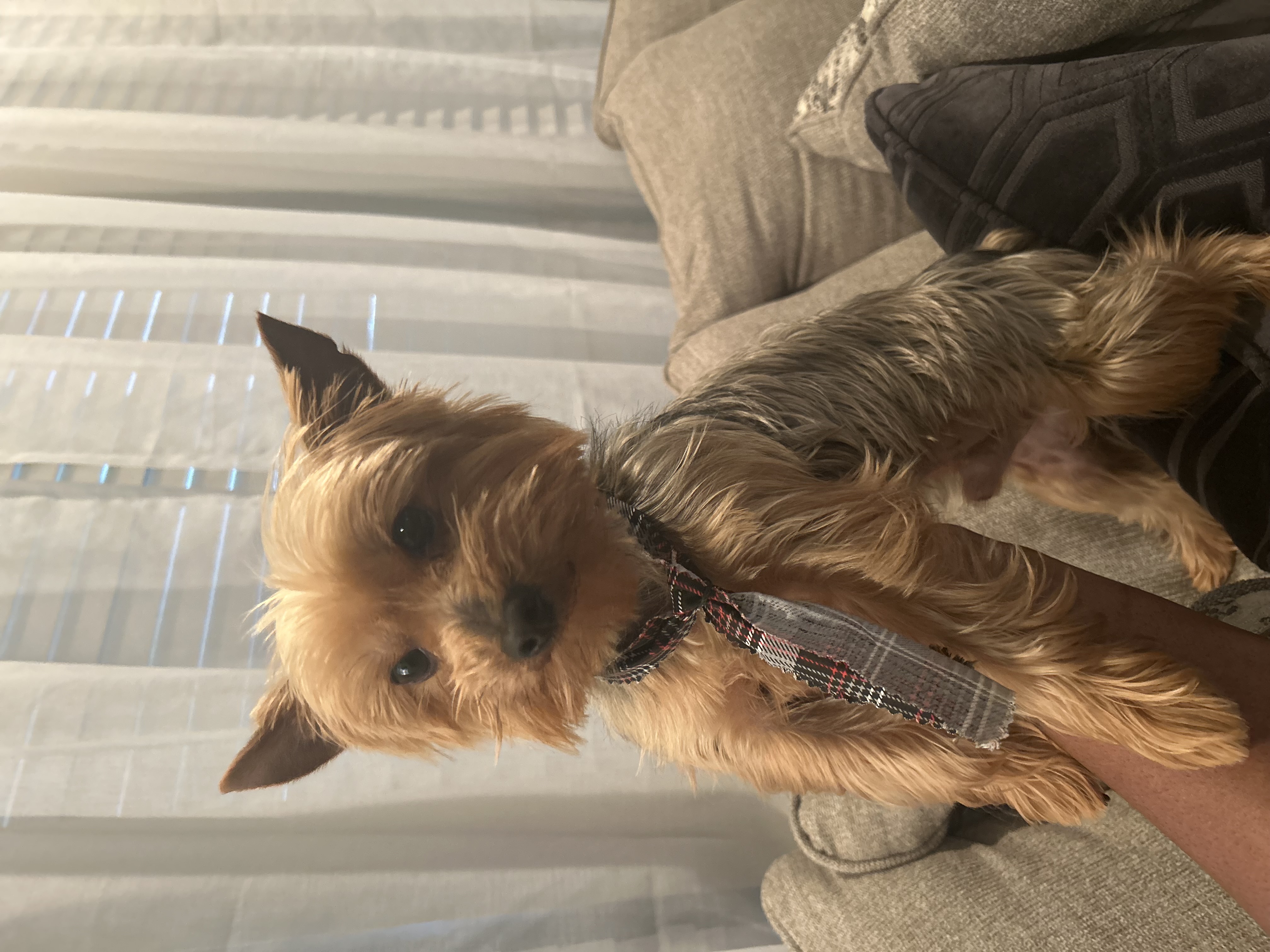 Yorkie image 2