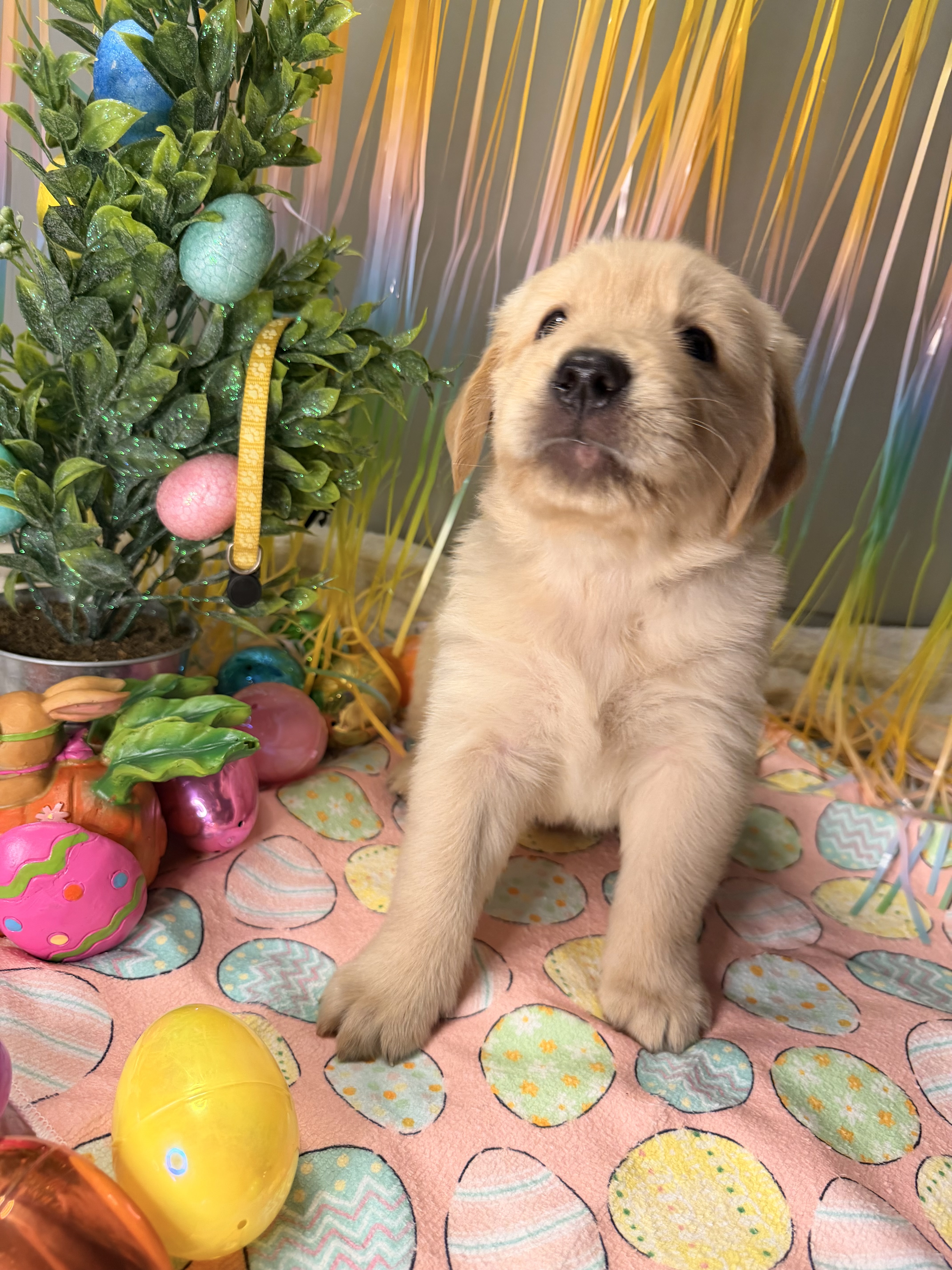 Golden Retriever puppies image 3