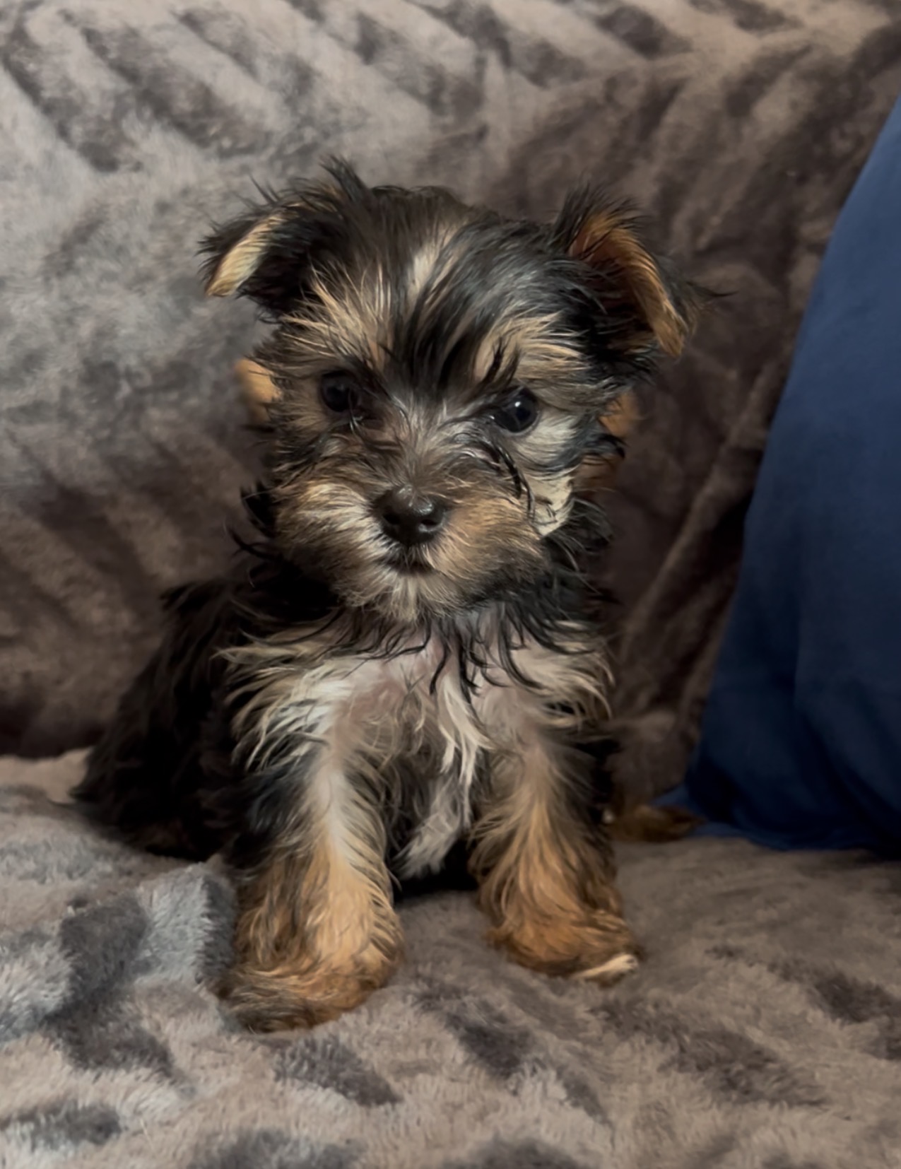 Yorkshire Terrier image 3