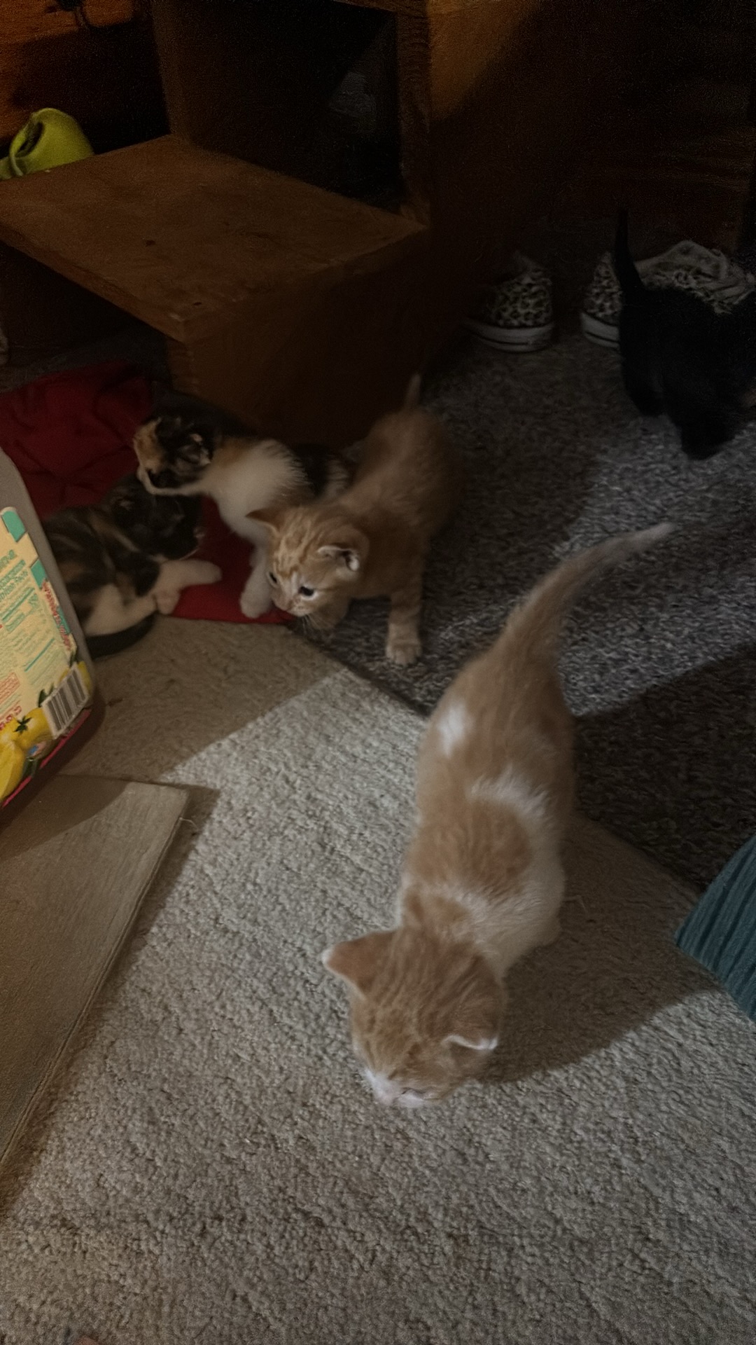 Kittens image 3