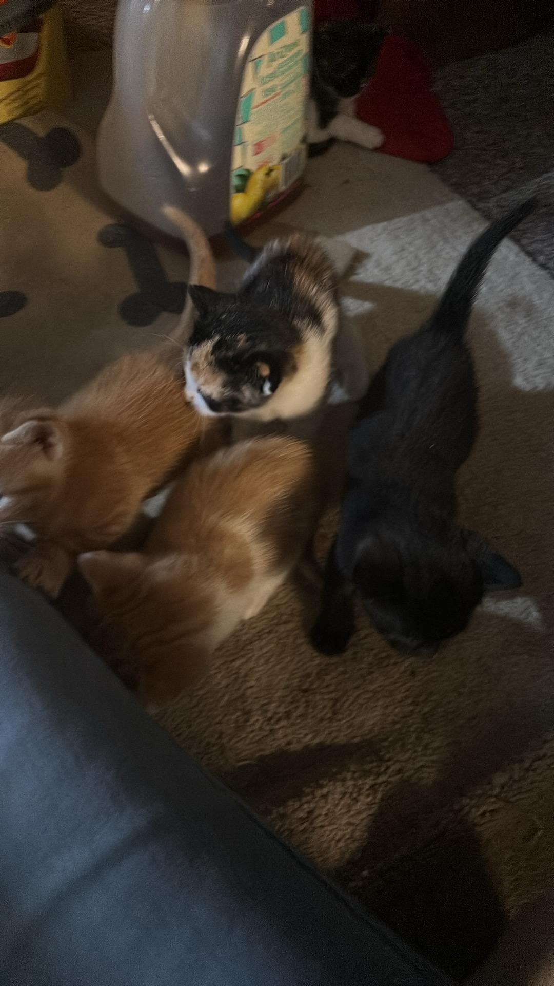 Kittens image 1