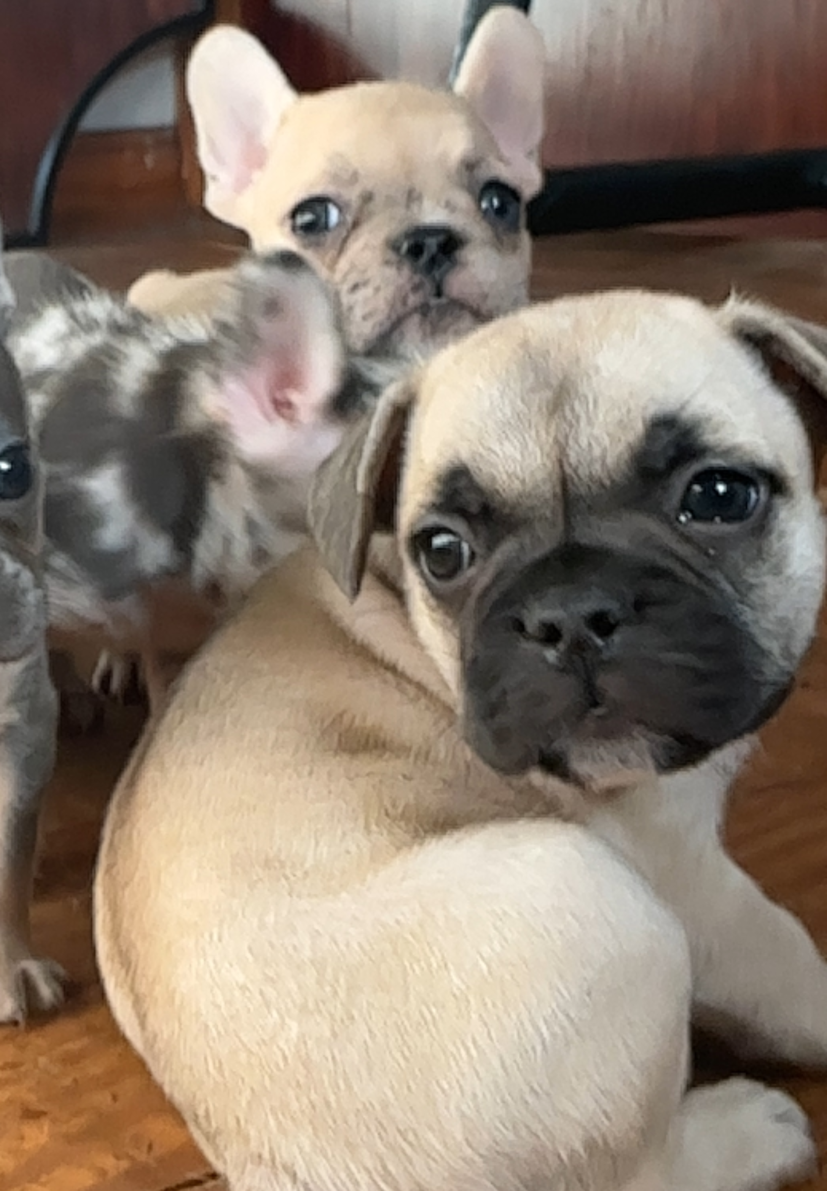 French bulldogs image 3
