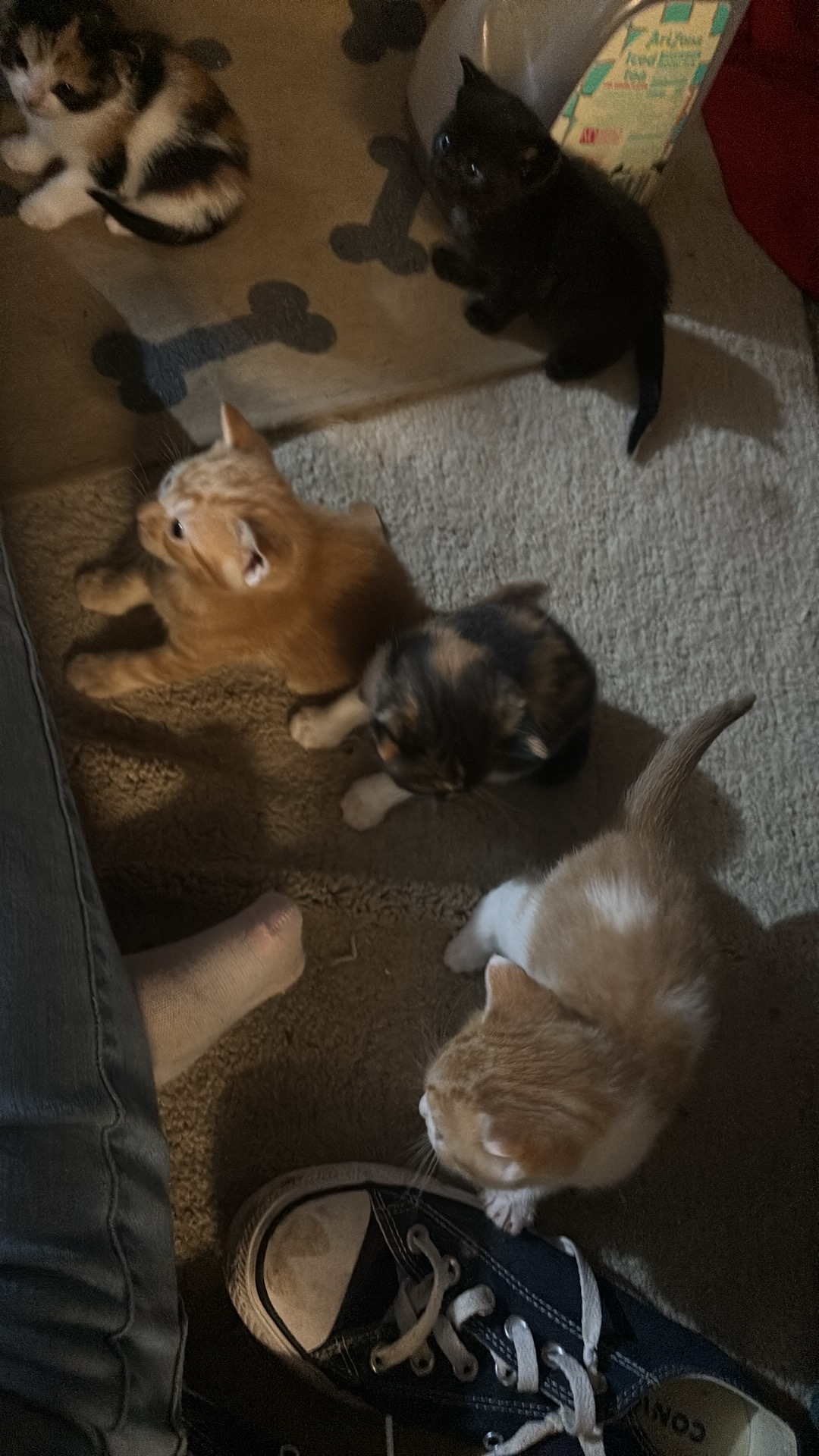 Kittens image 2