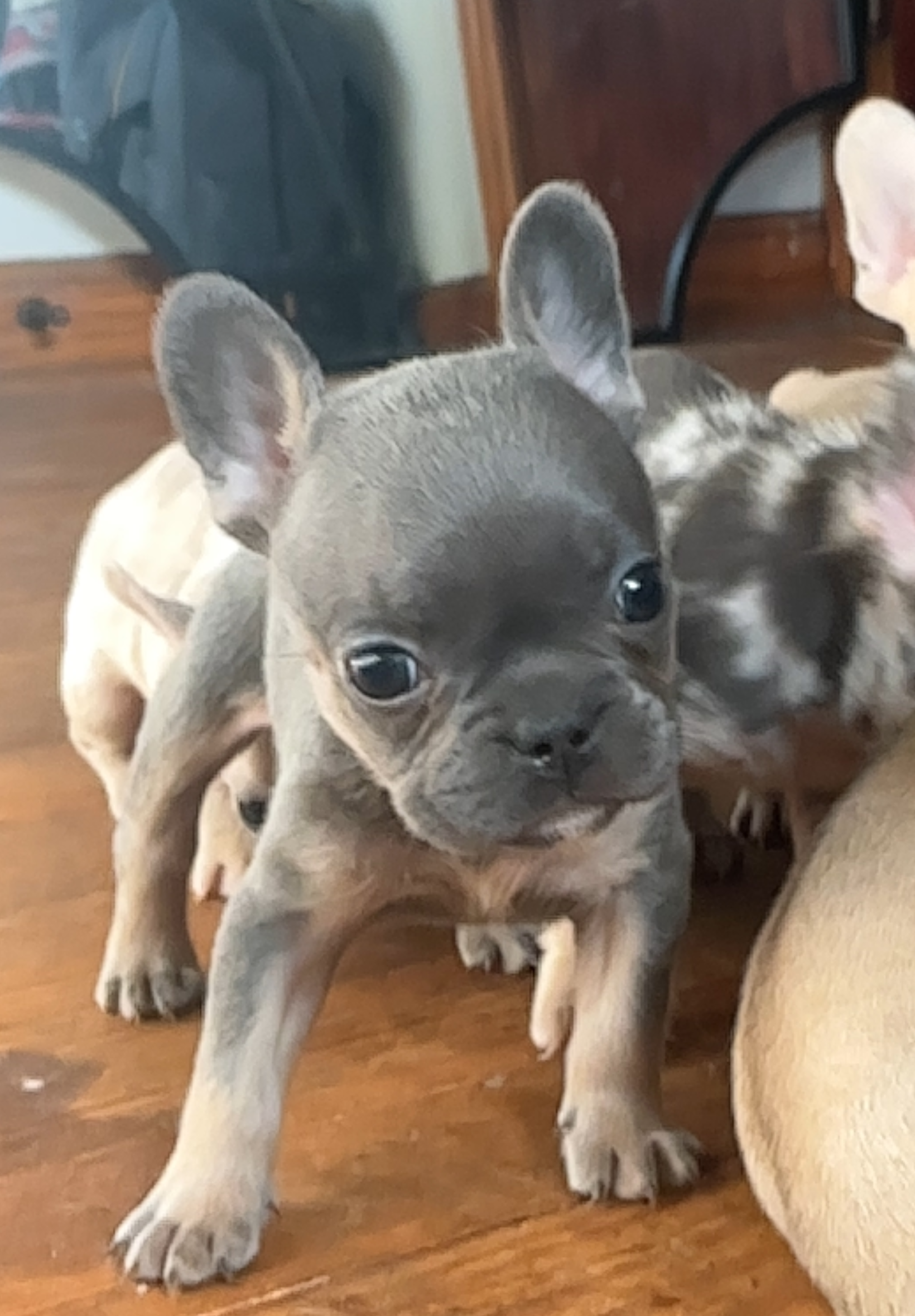 French bulldogs image 2