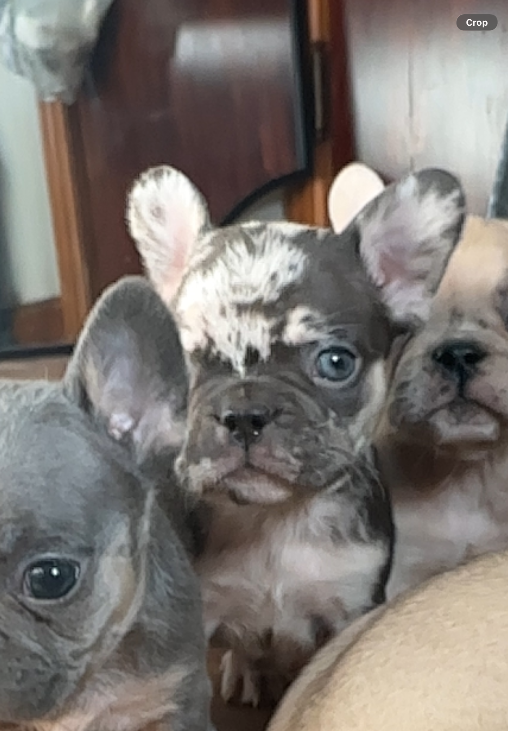 French bulldogs image 1