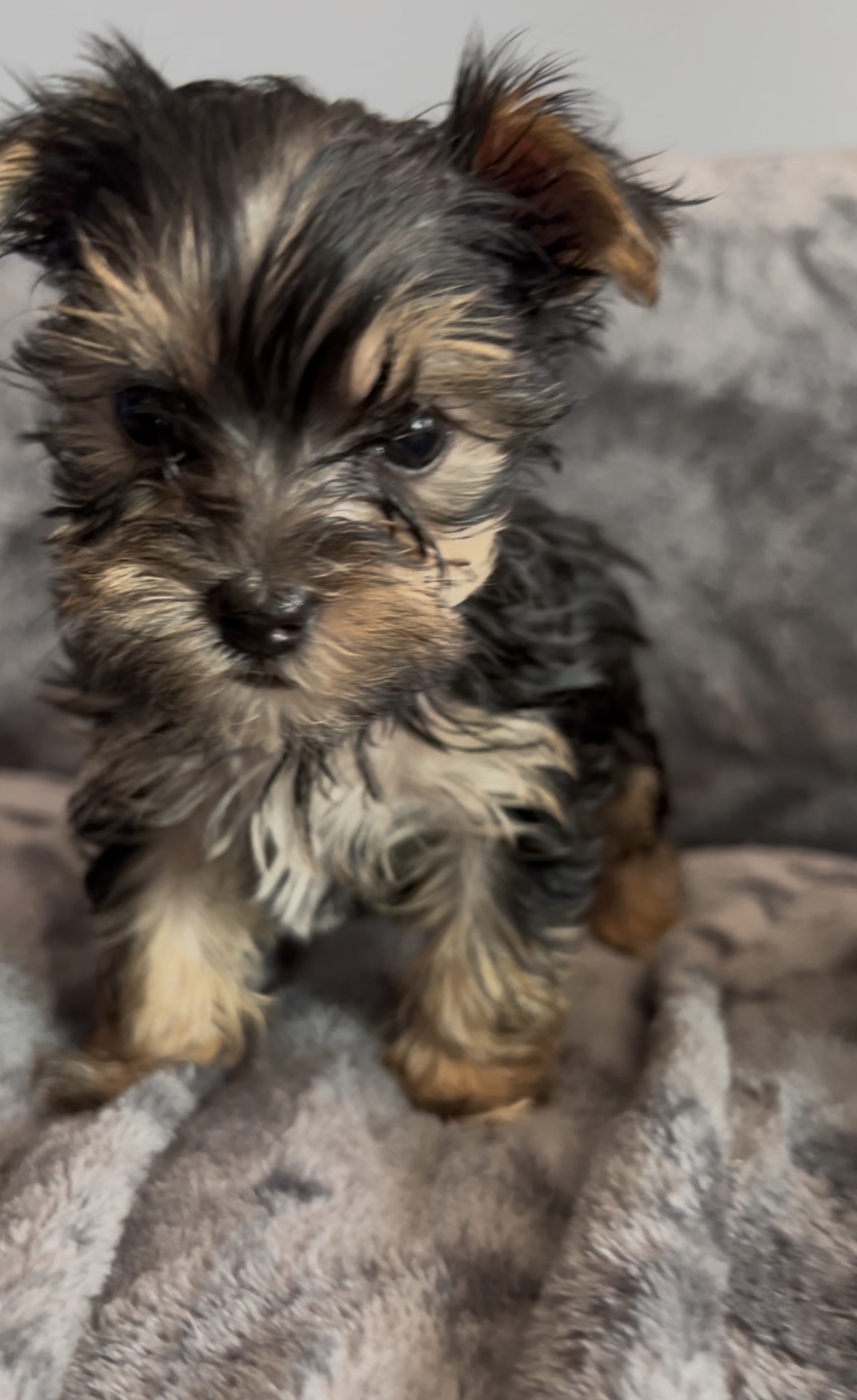 Yorkshire Terrier image 2