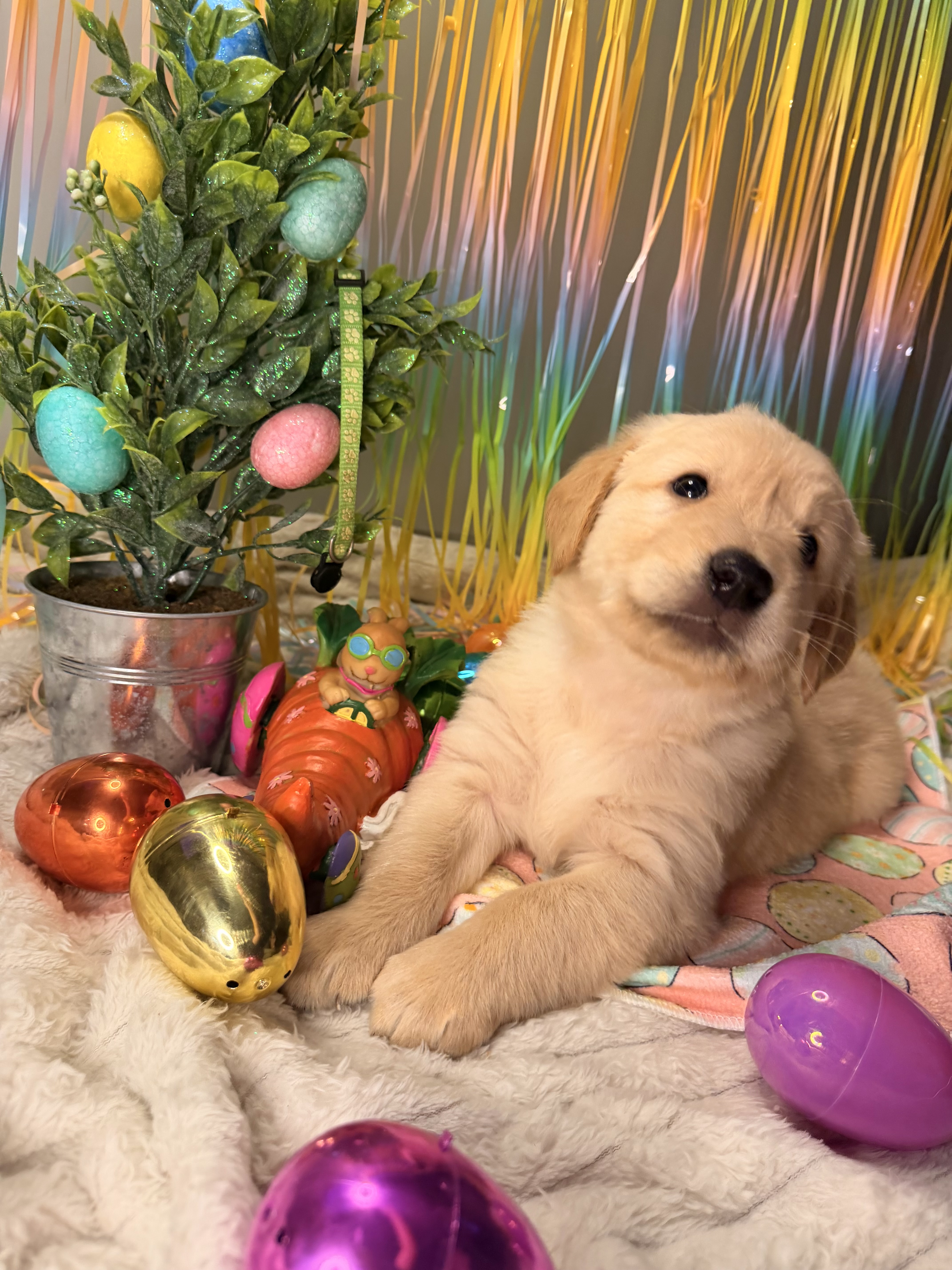 Golden Retriever puppies image 4