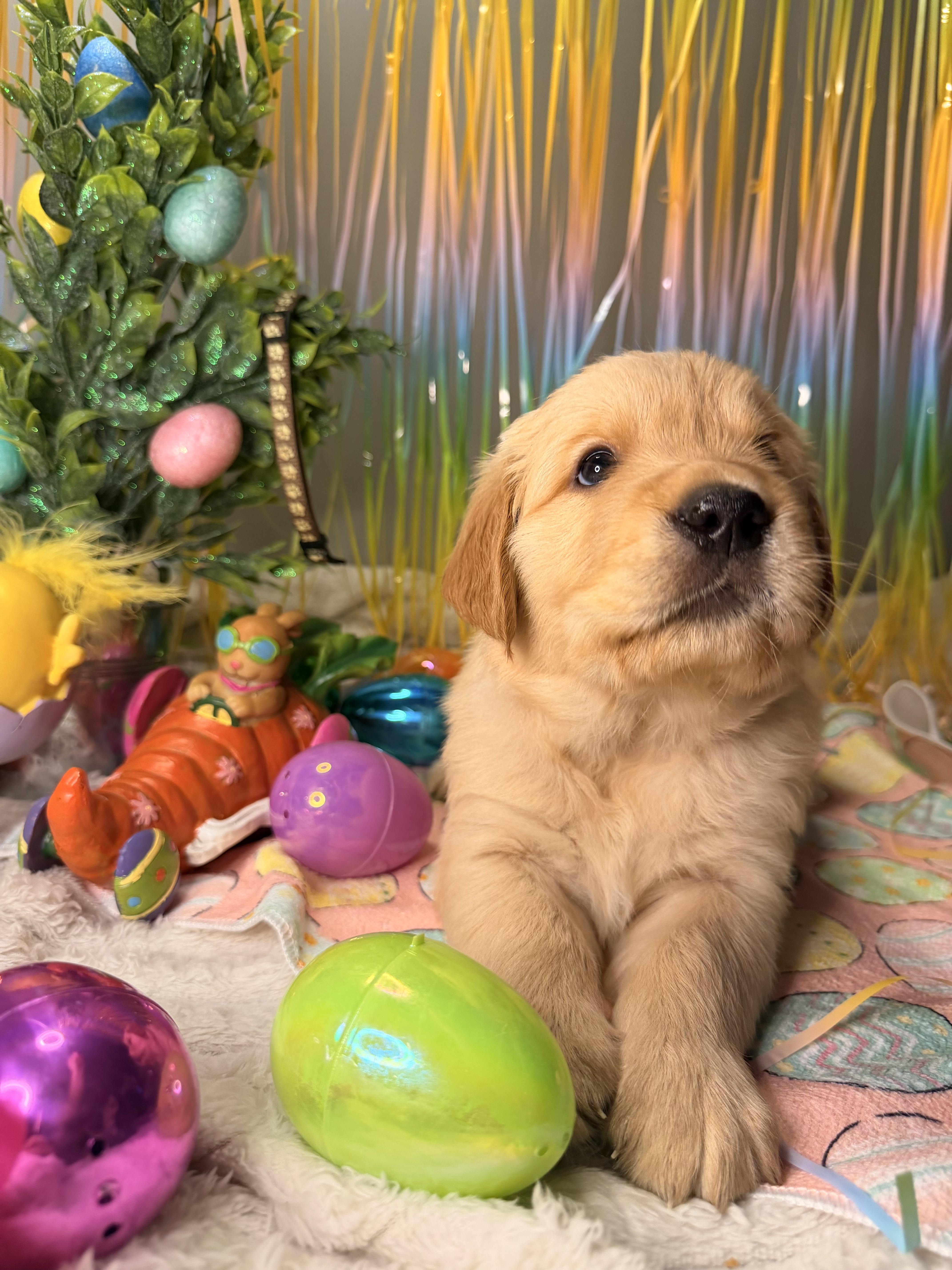 Golden Retriever puppies image 5
