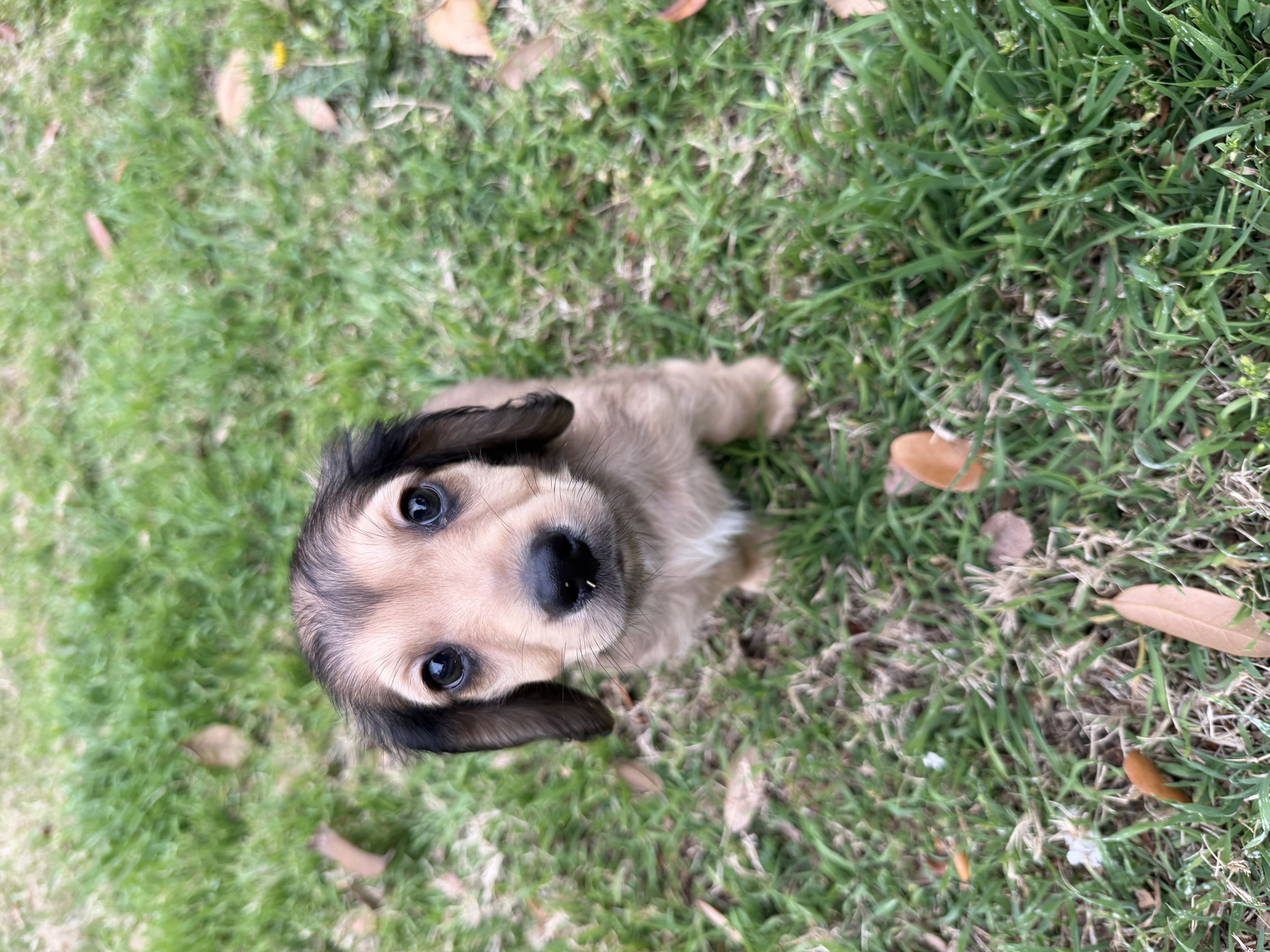 Miniature longhaired dachshund image 1