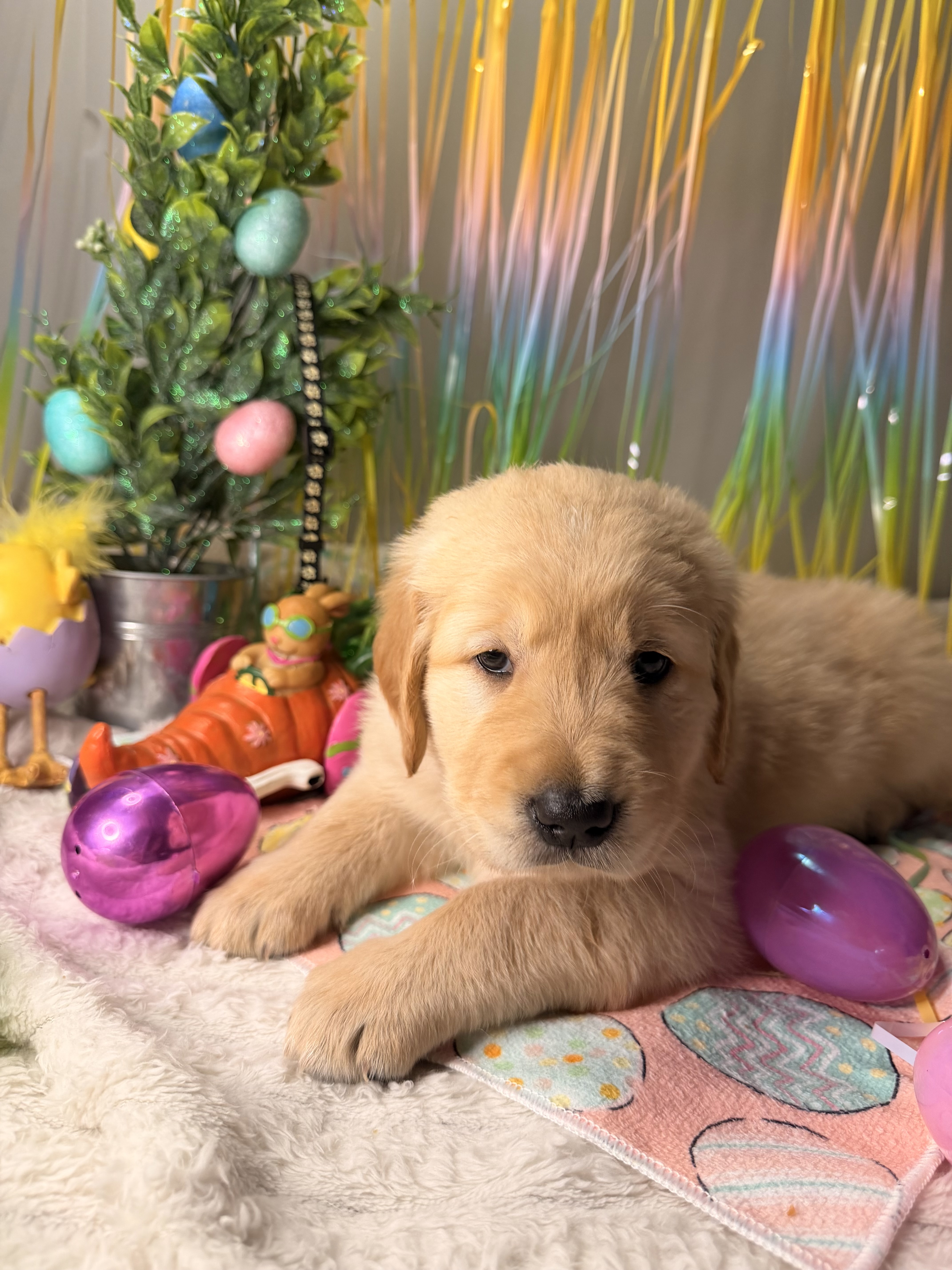 Golden Retriever puppies image 6