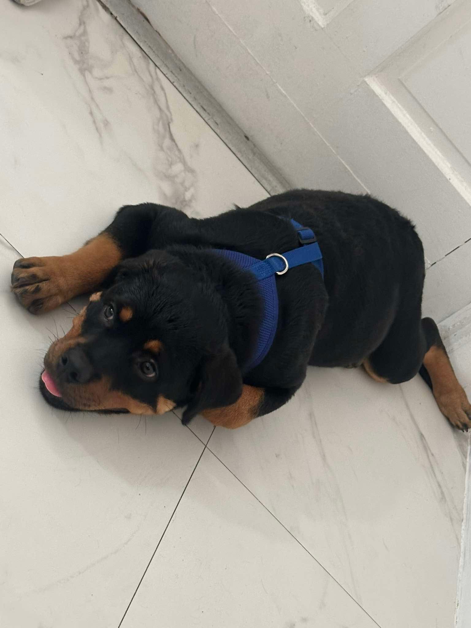 Para más información escríbame es una cachorra image 2