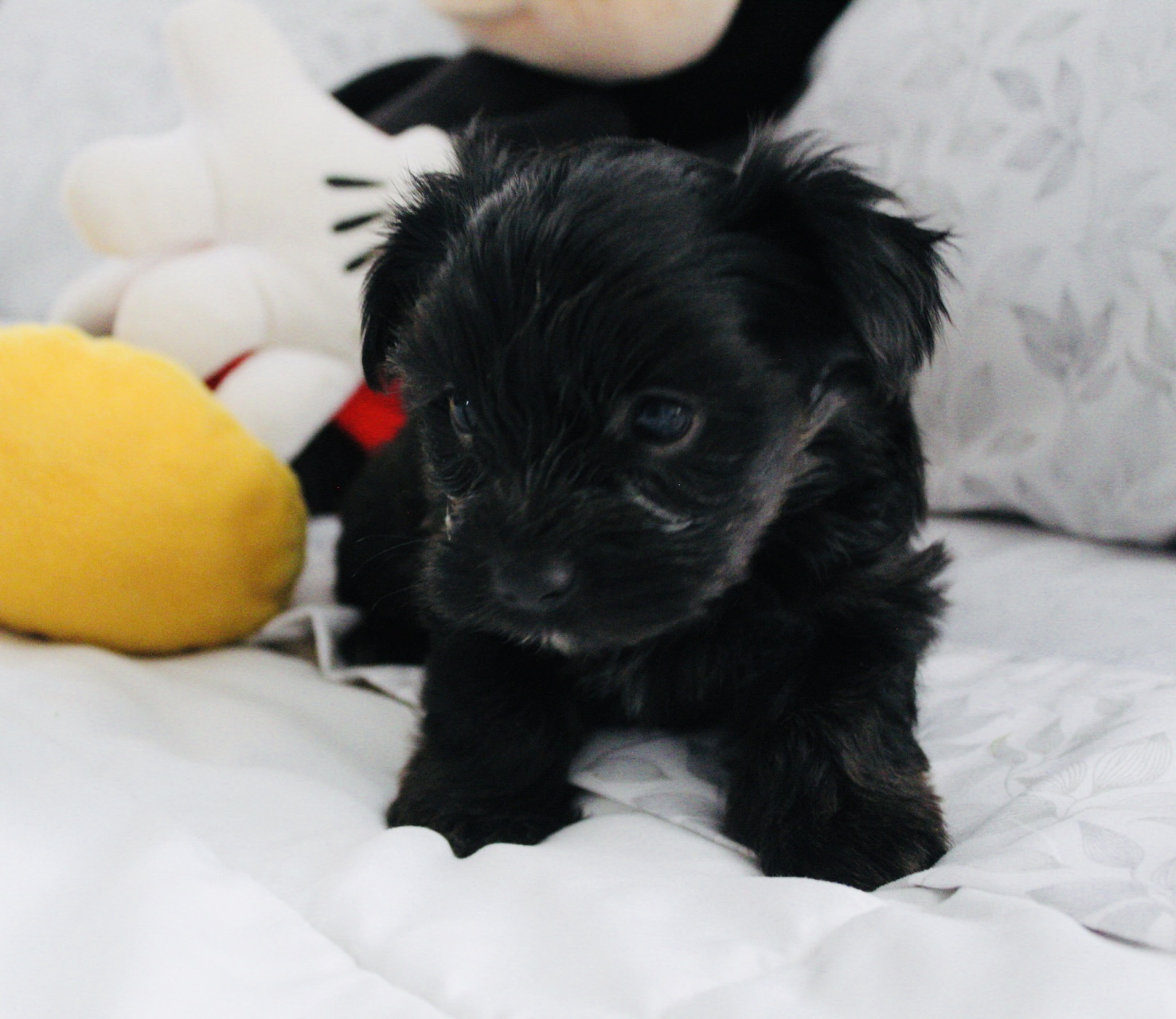 Yorkie puppies image 1