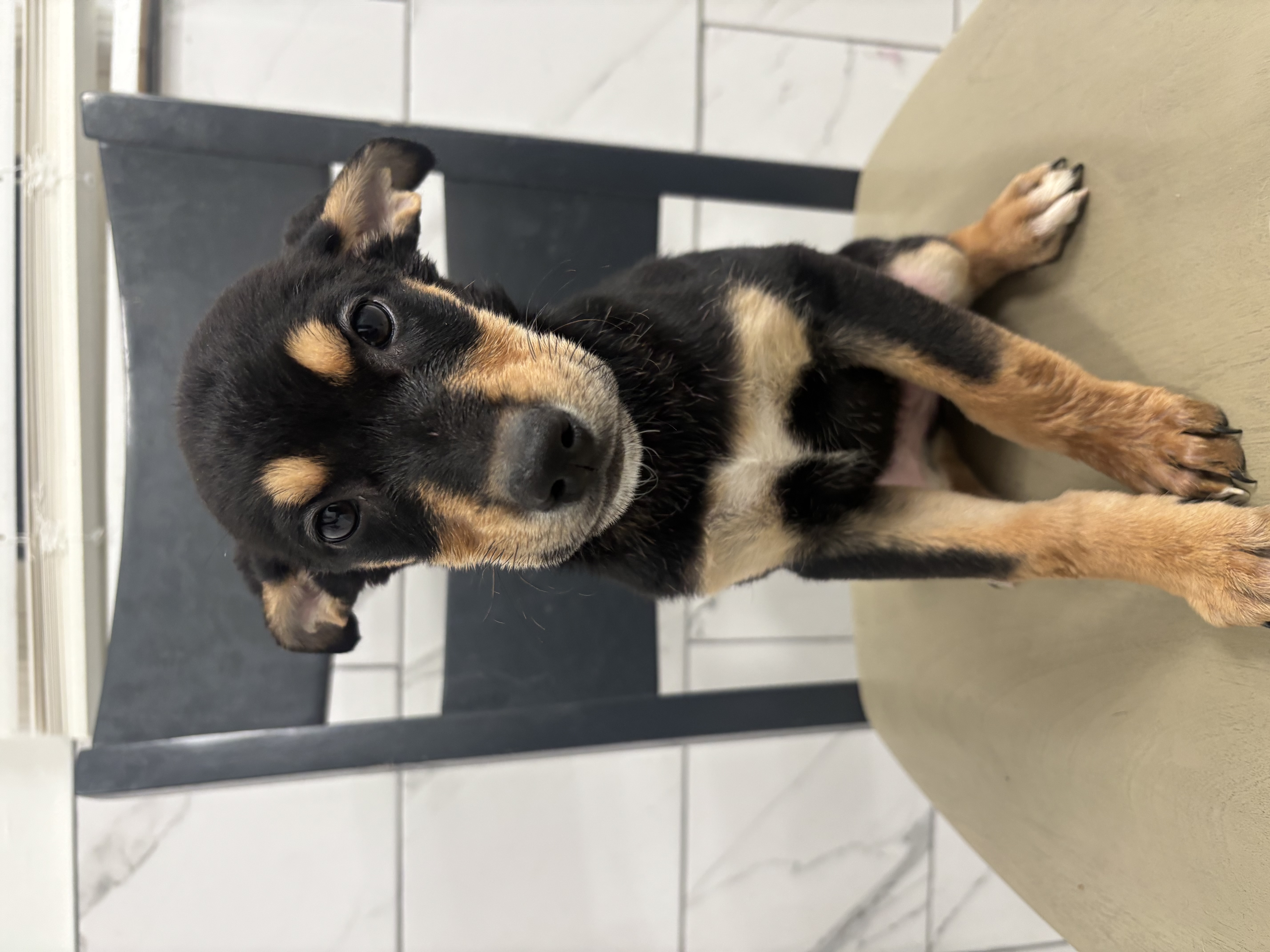 Dobsky Shepherd Puppies image 3