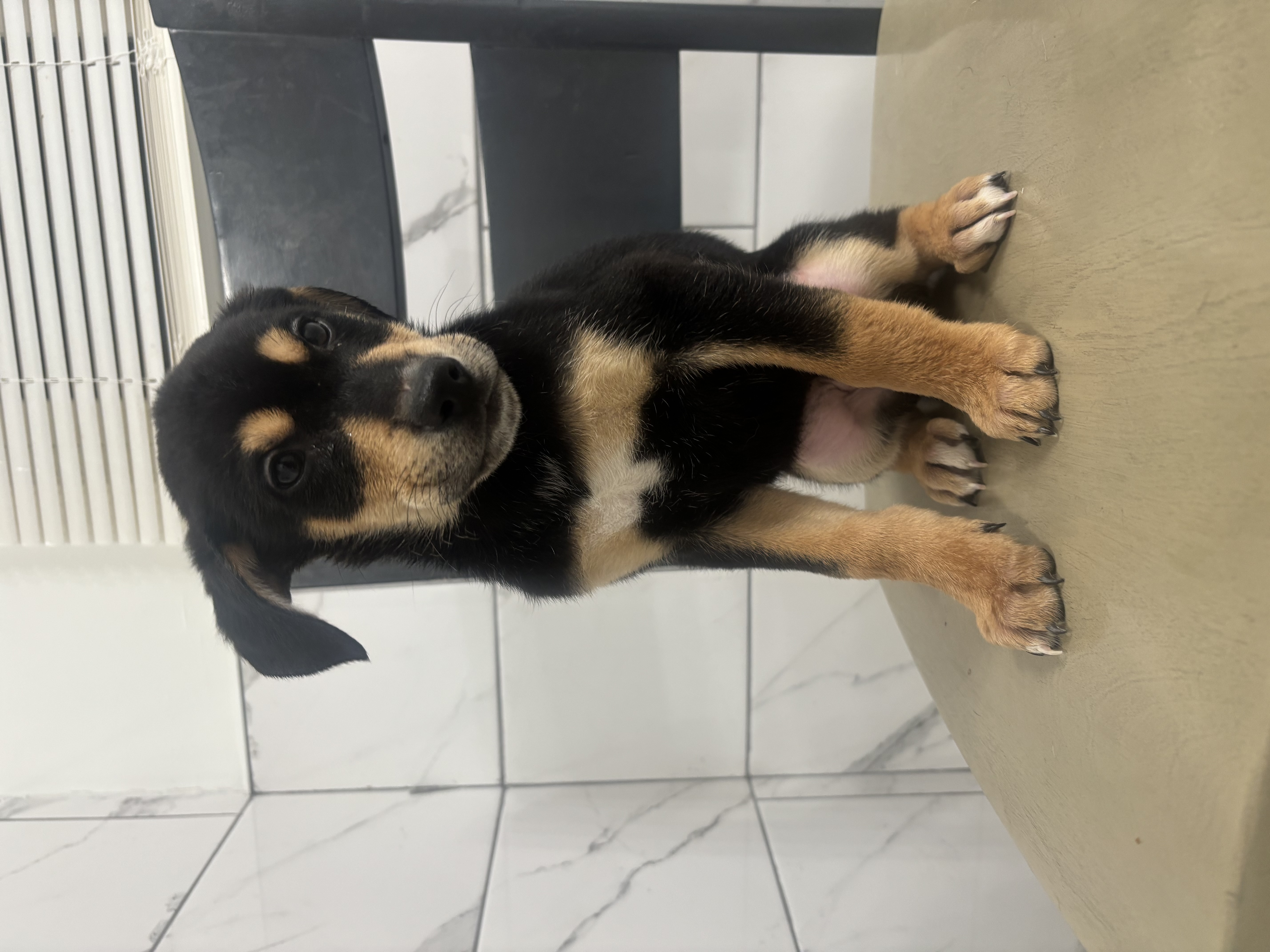 Dobsky Shepherd Puppies image 6