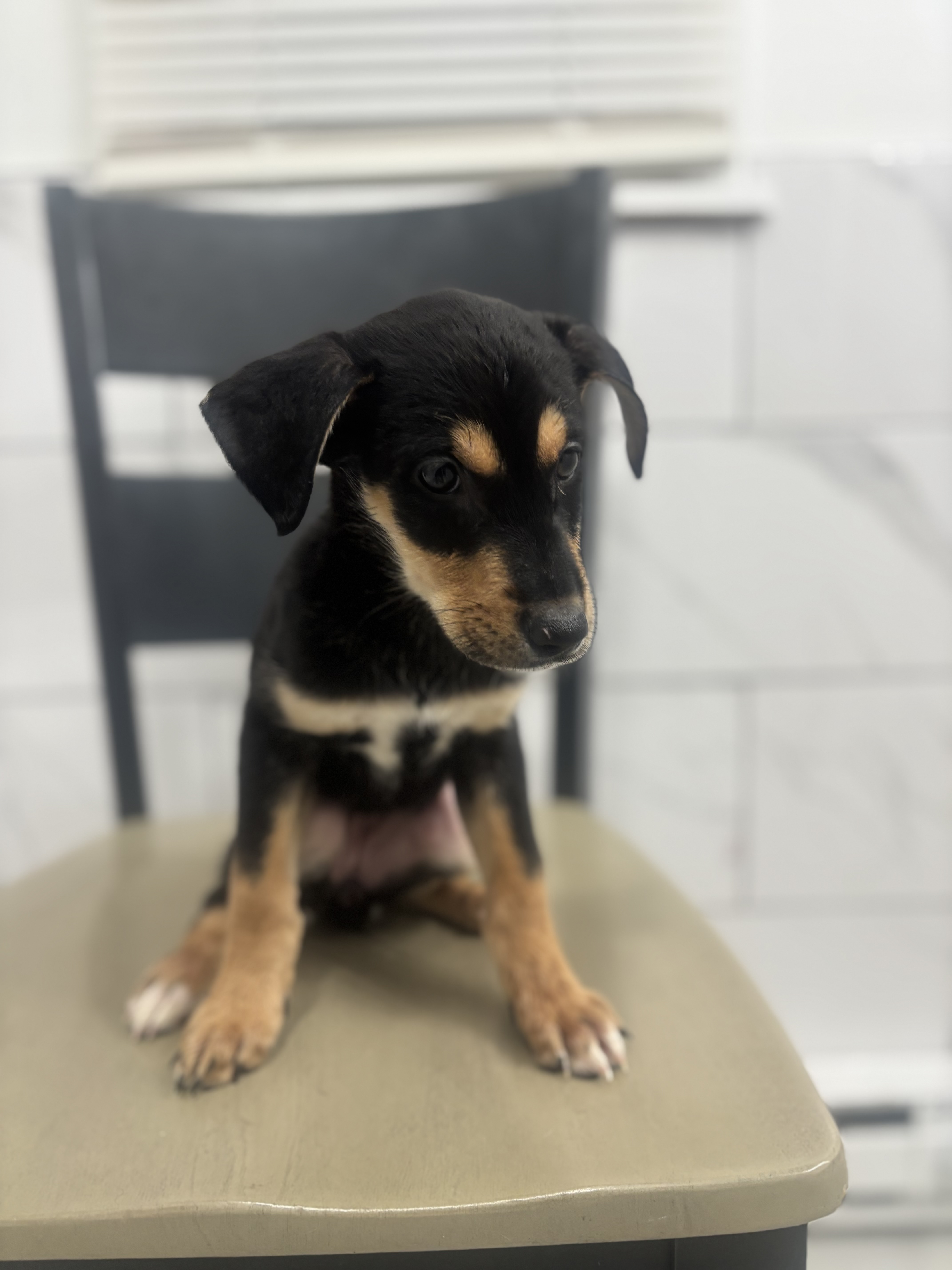 Dobsky Shepherd Puppies image 1