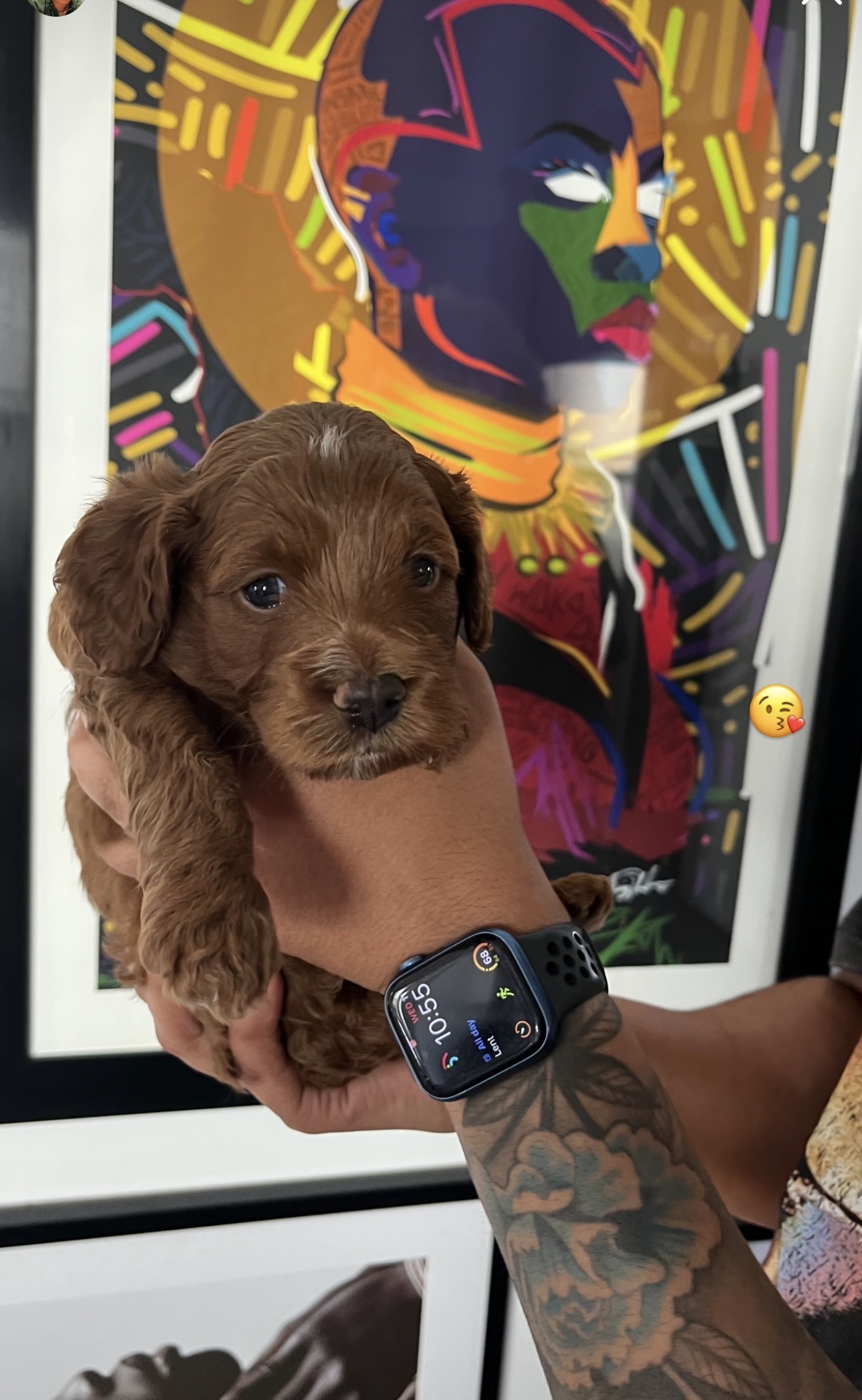 Cockapoo image 3