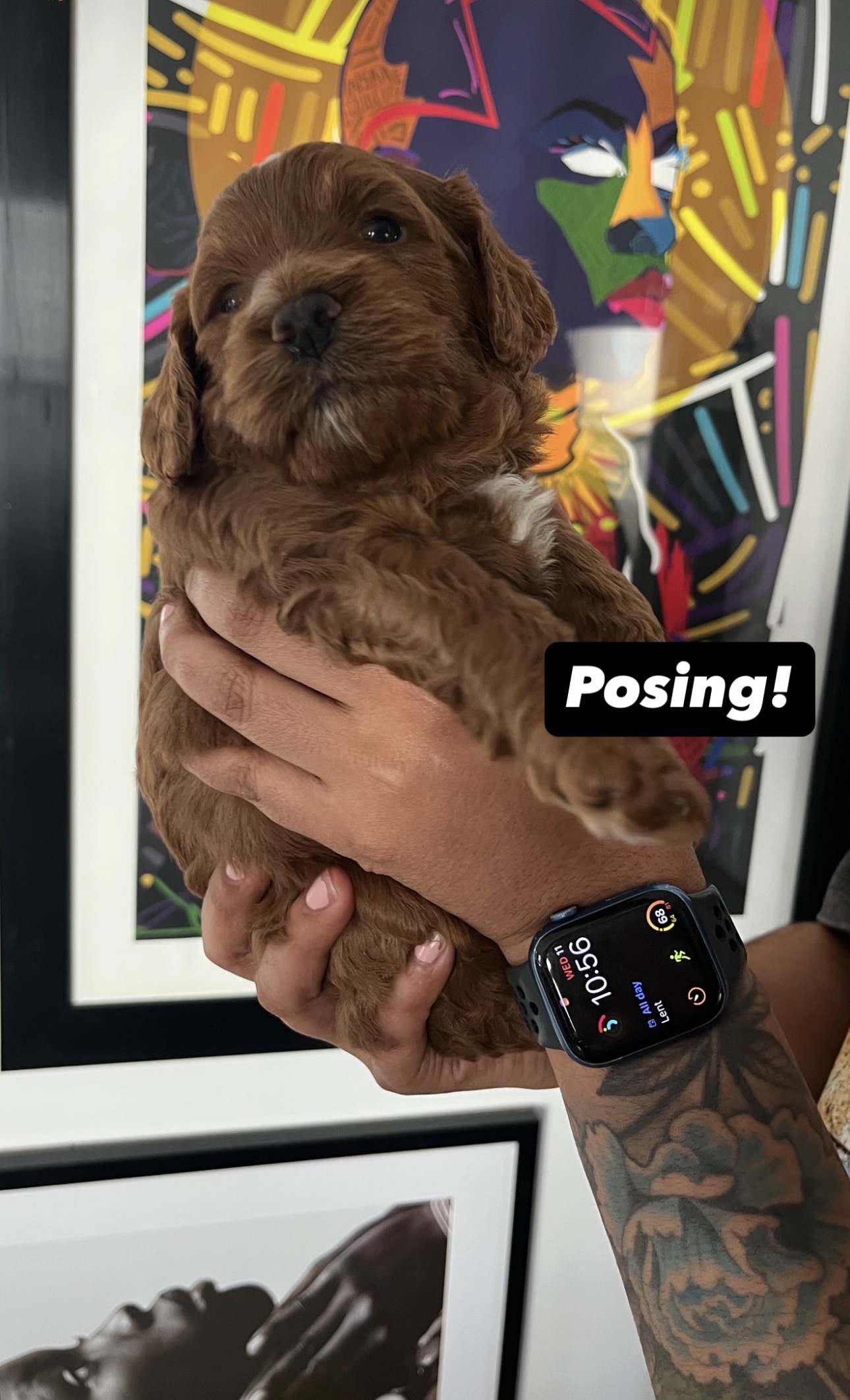 Cockapoo image 2