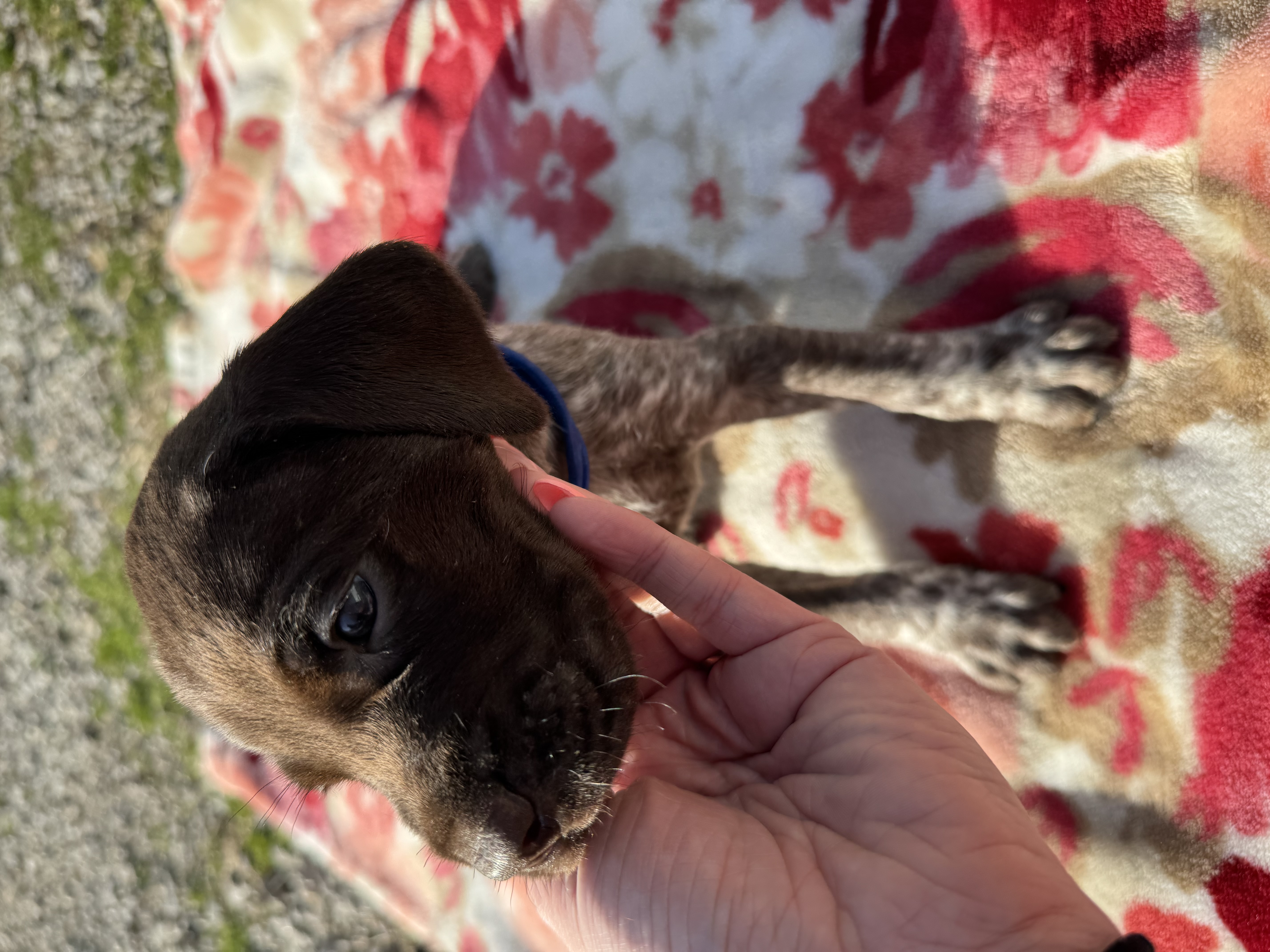 AKC German Shorthair Pointer image 4
