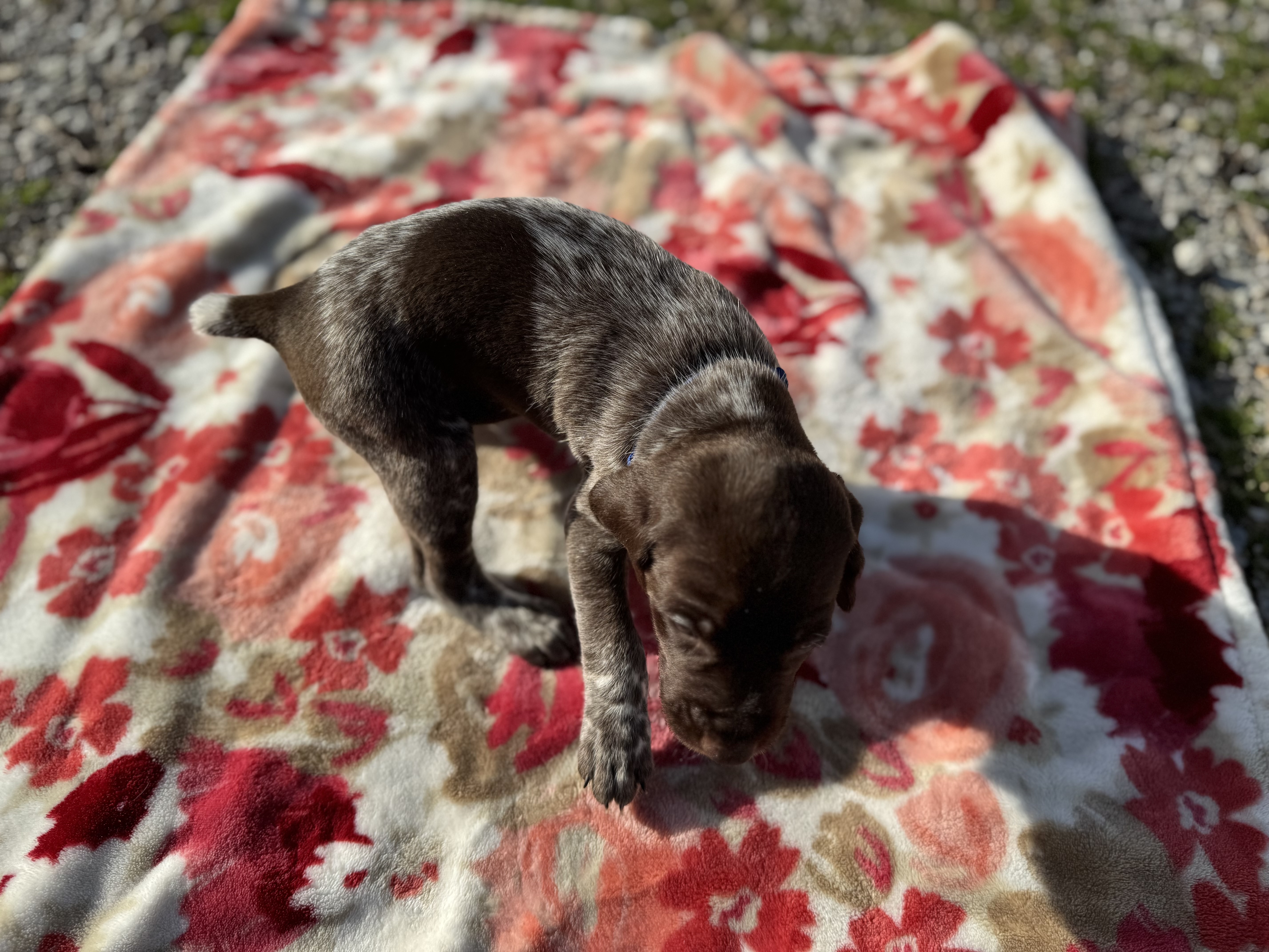 AKC German Shorthair Pointer image 5