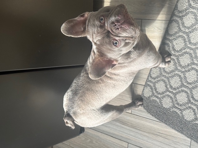 French Bulldog image 3
