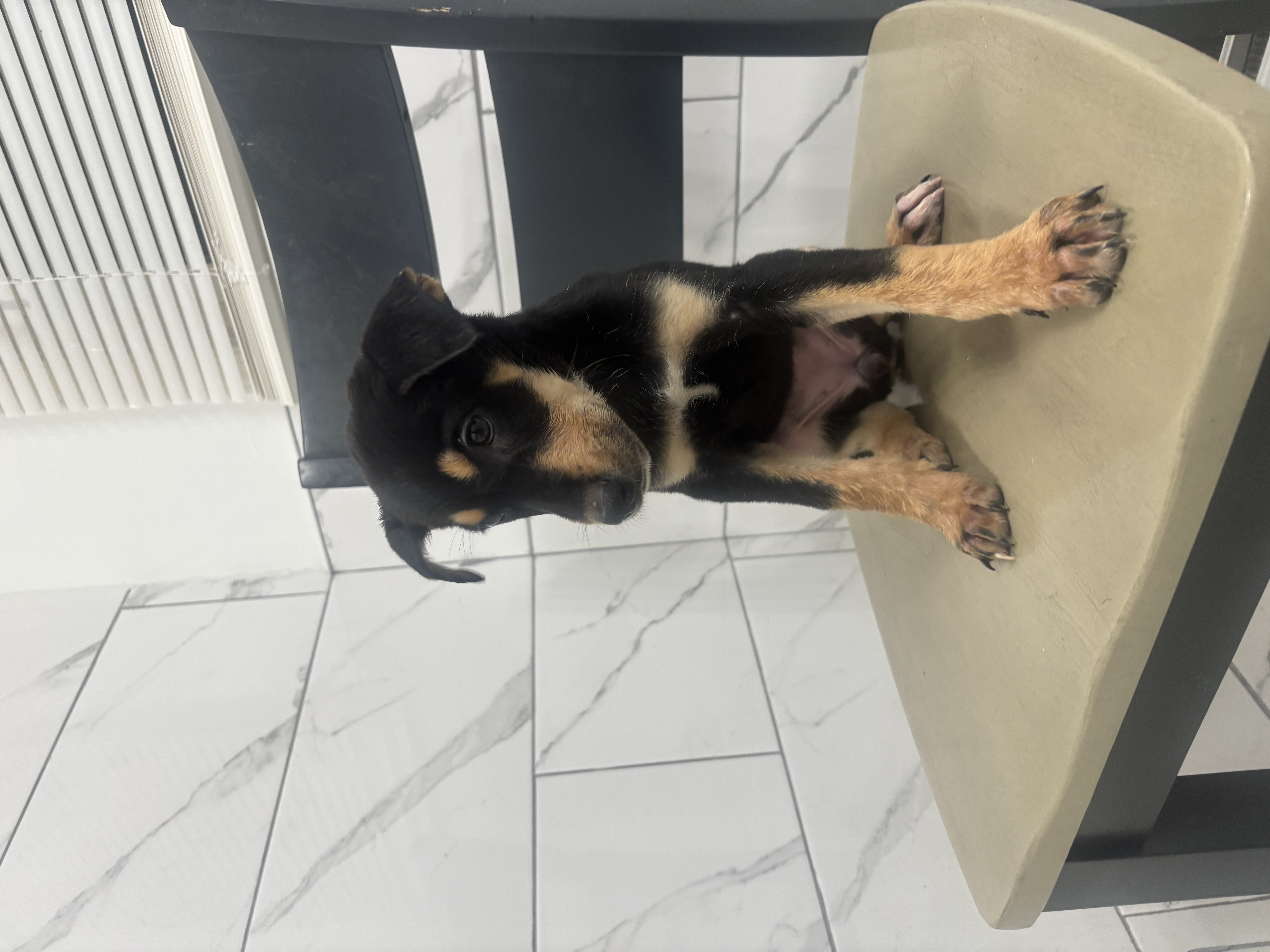 Dobsky Shepherd Puppies image 2