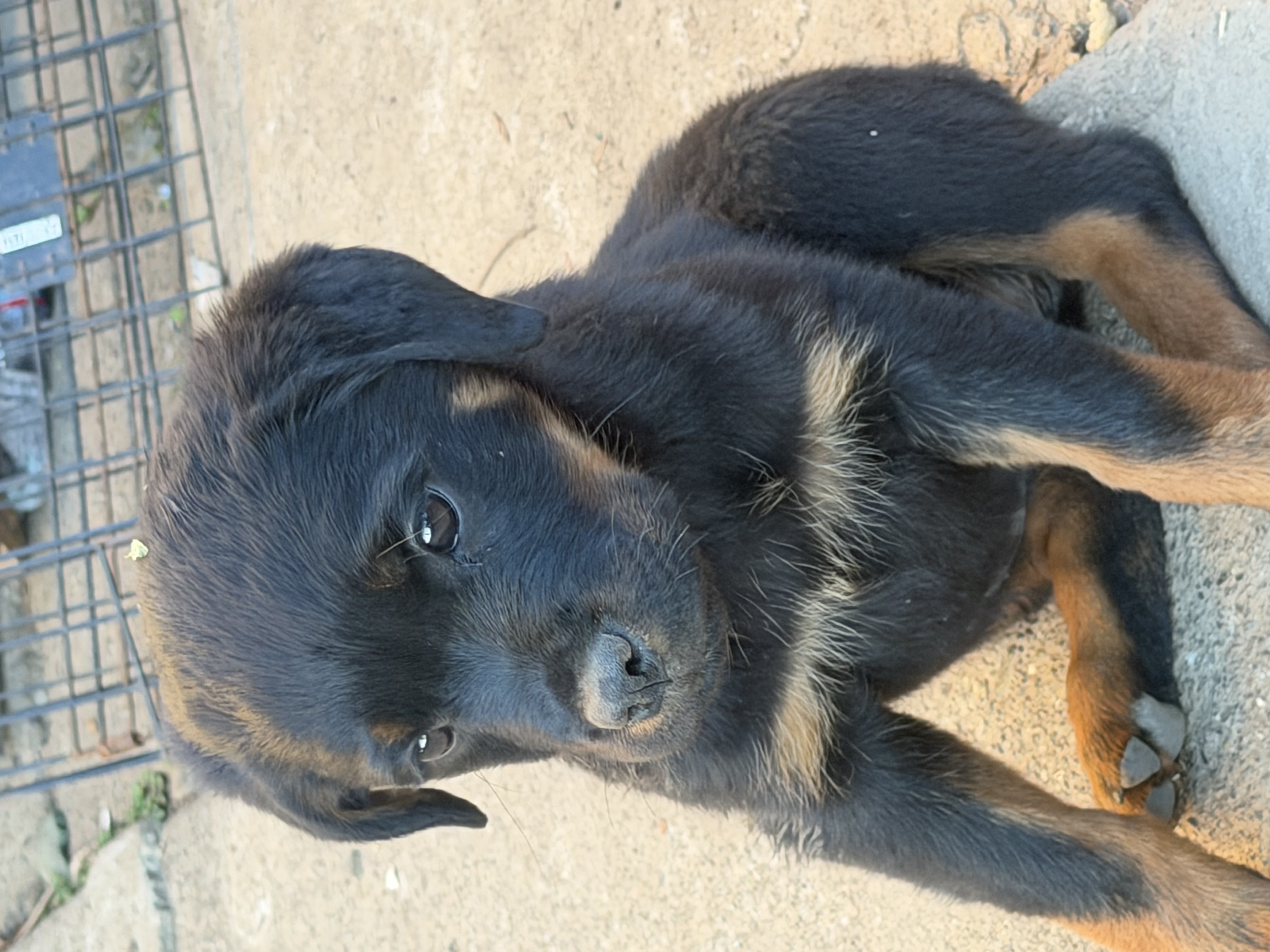 Rottweiler puppies image 1