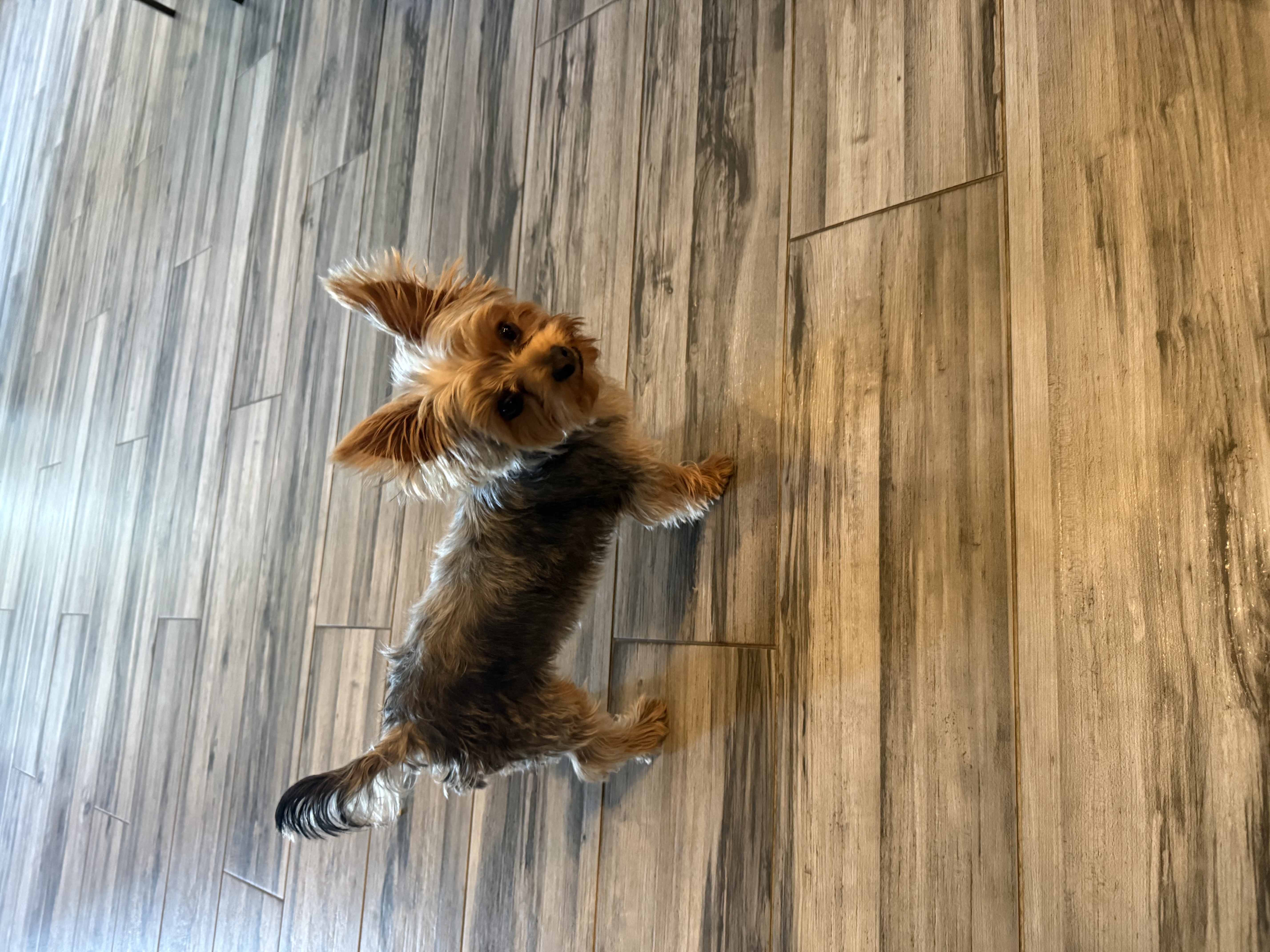 AKC Yorkshire Terrier – 8 months old – Rehoming image 2