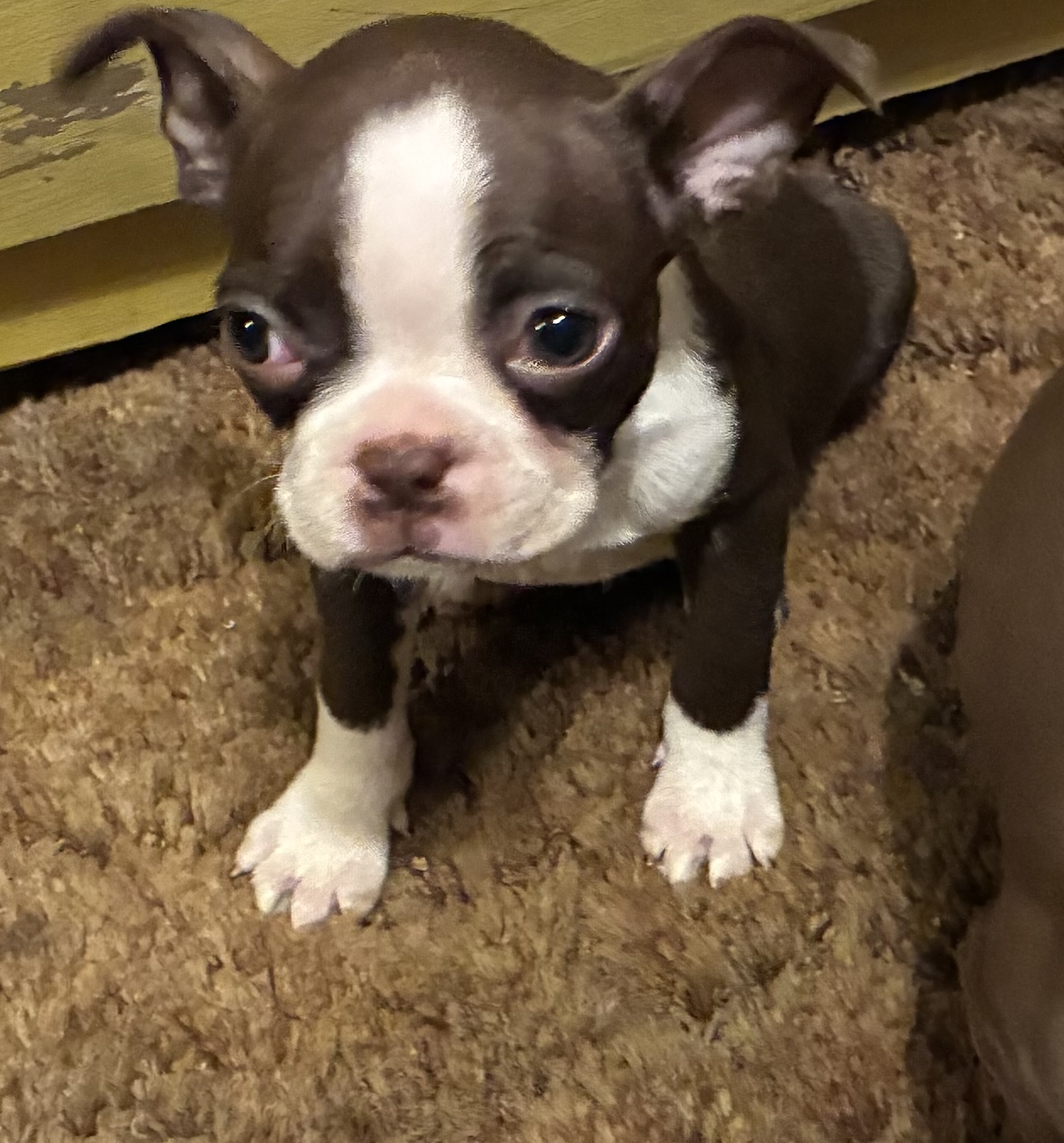 Boston Terrier Babies image 2