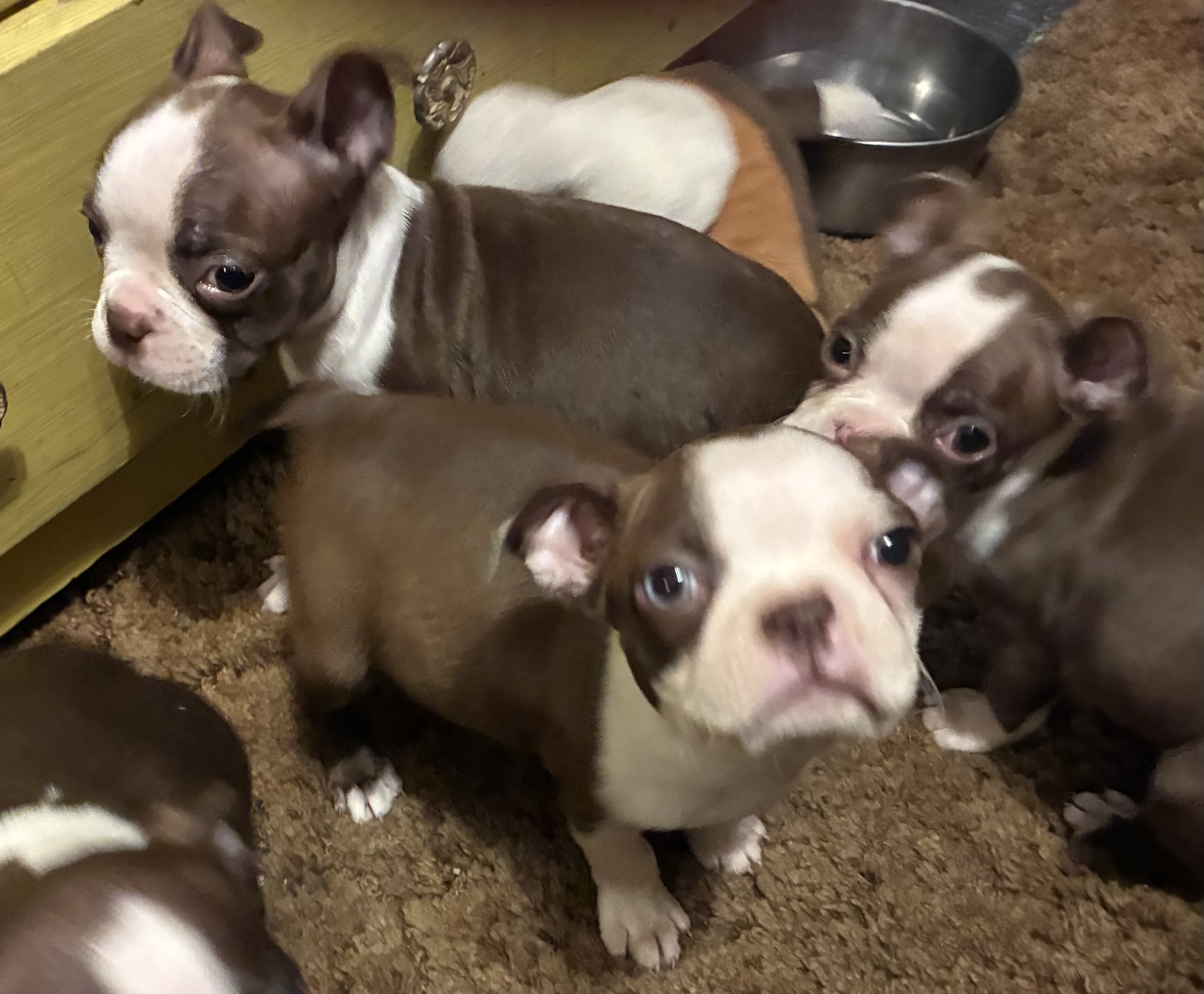 Boston Terrier Babies image 3