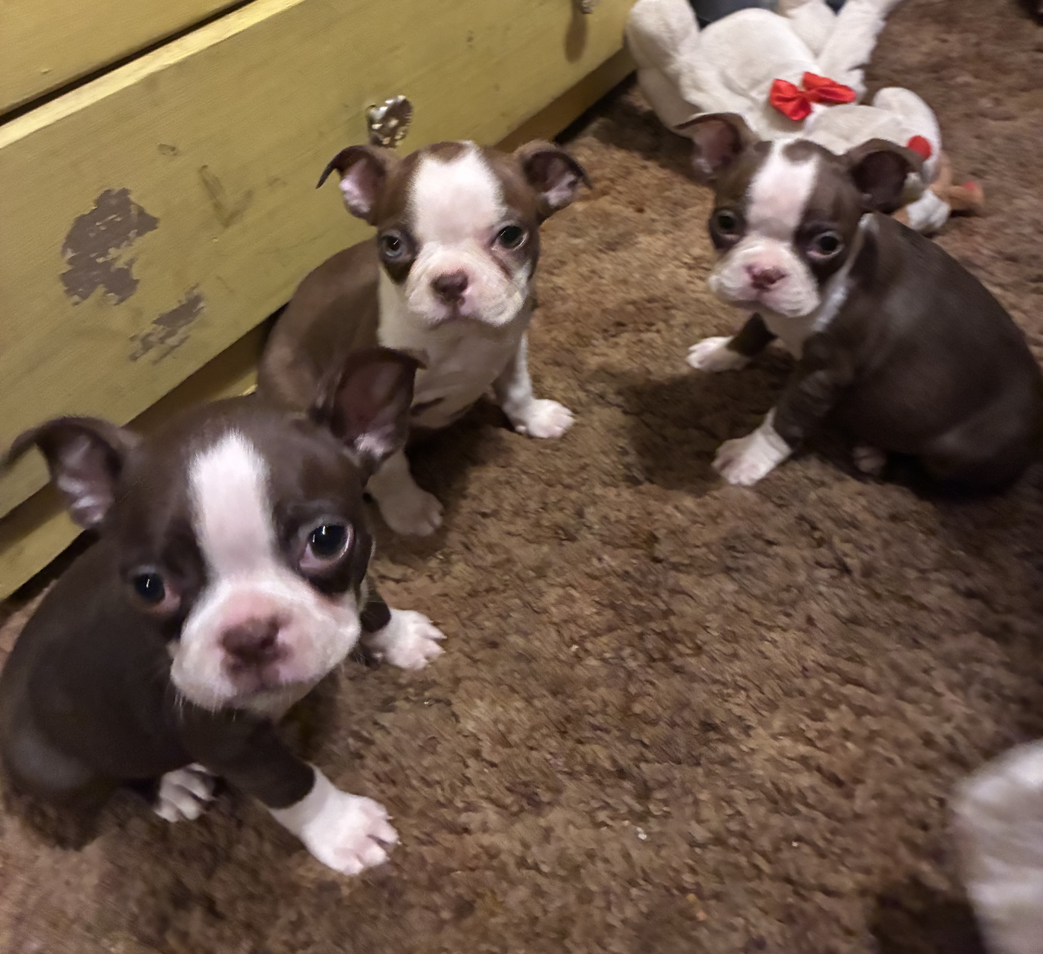 Boston Terrier Babies image 4