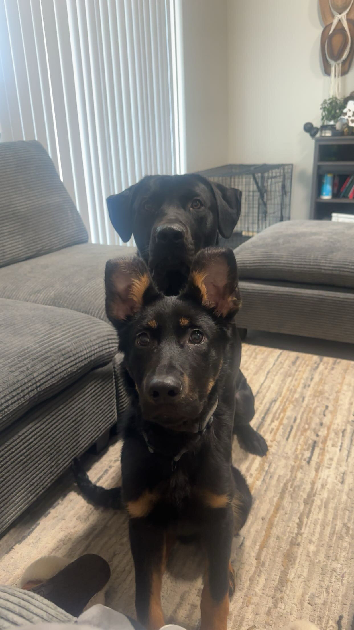 Puppy image 4