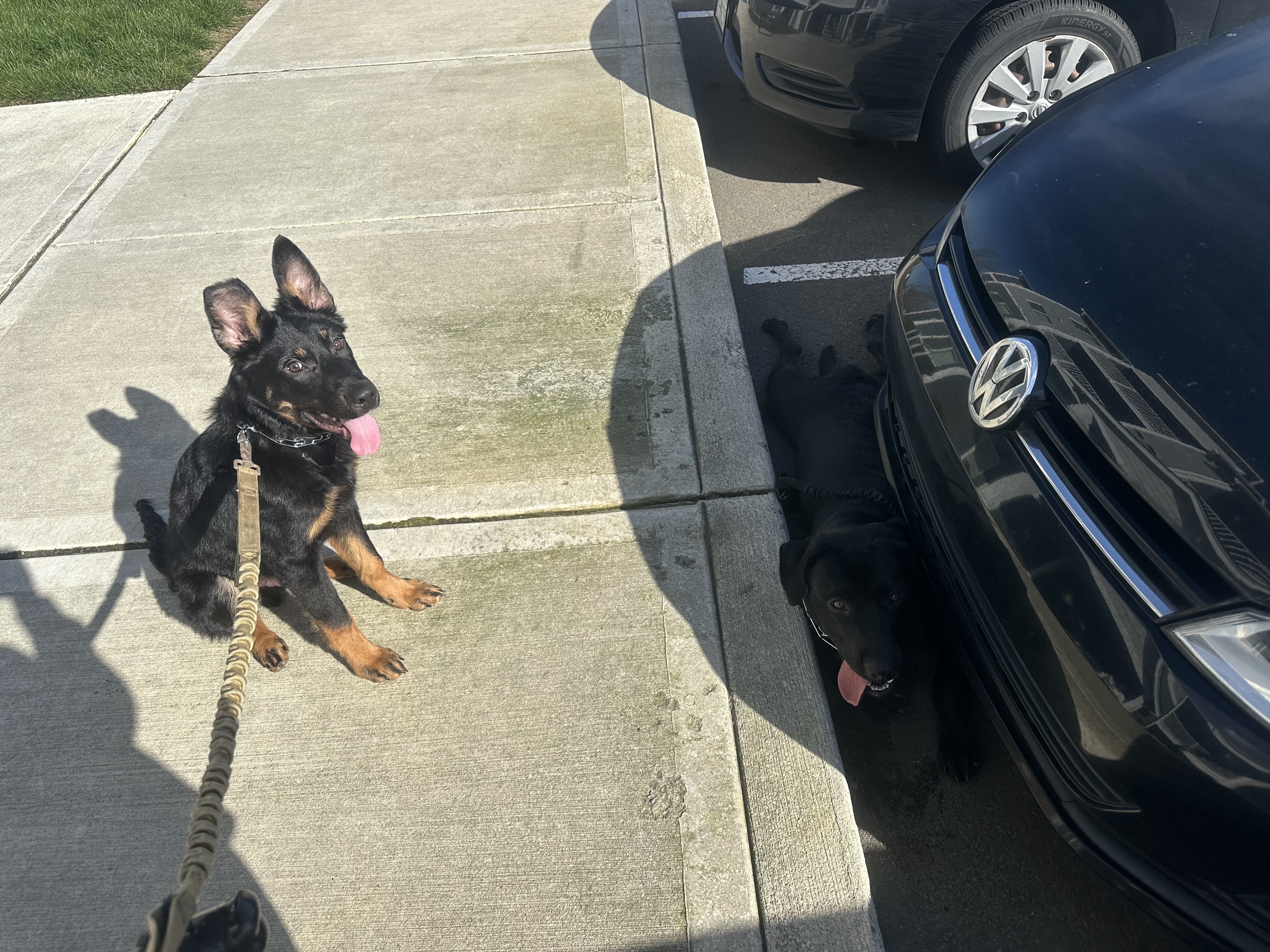 Puppy image 3