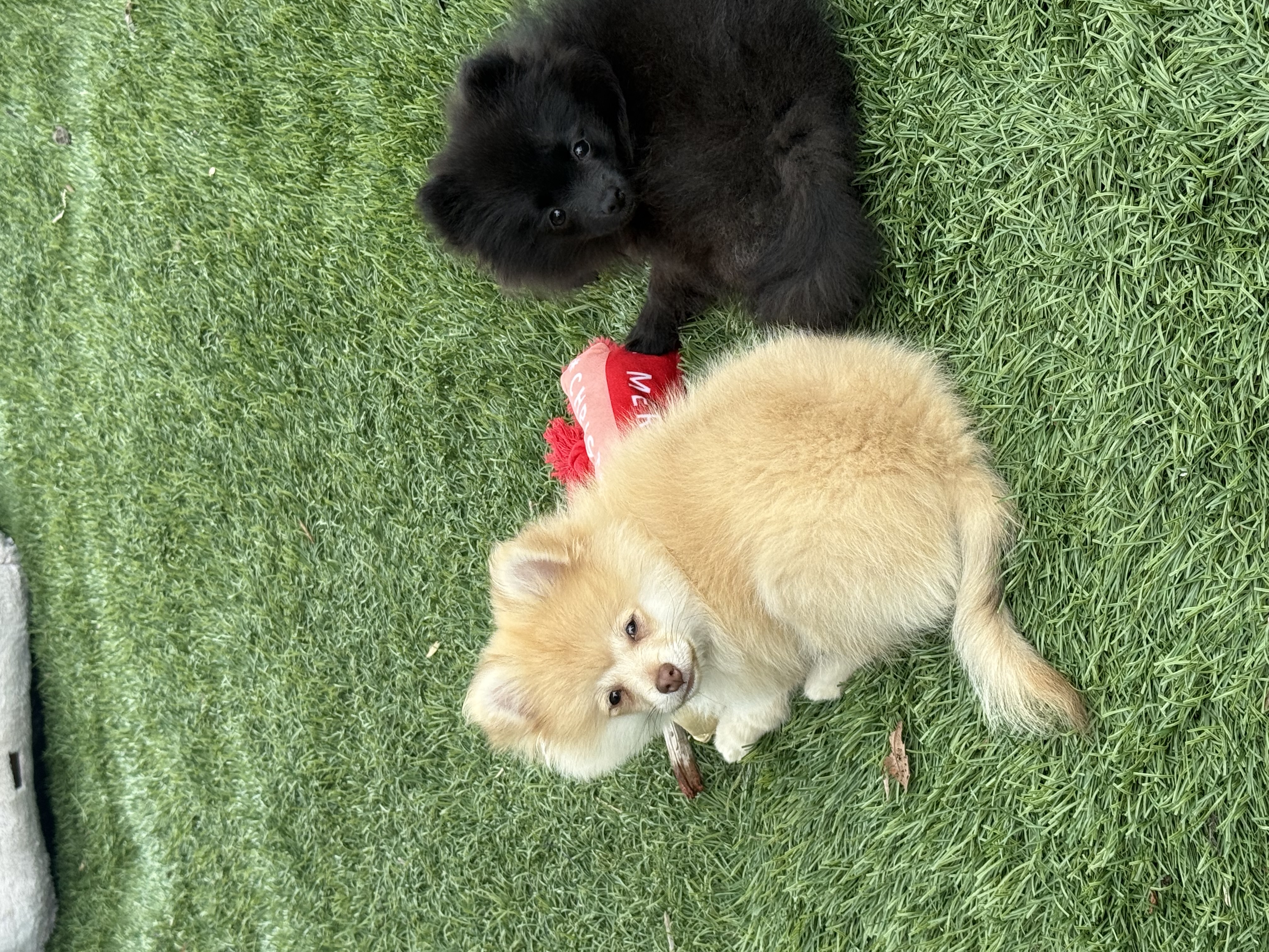 Pomeranian image 2