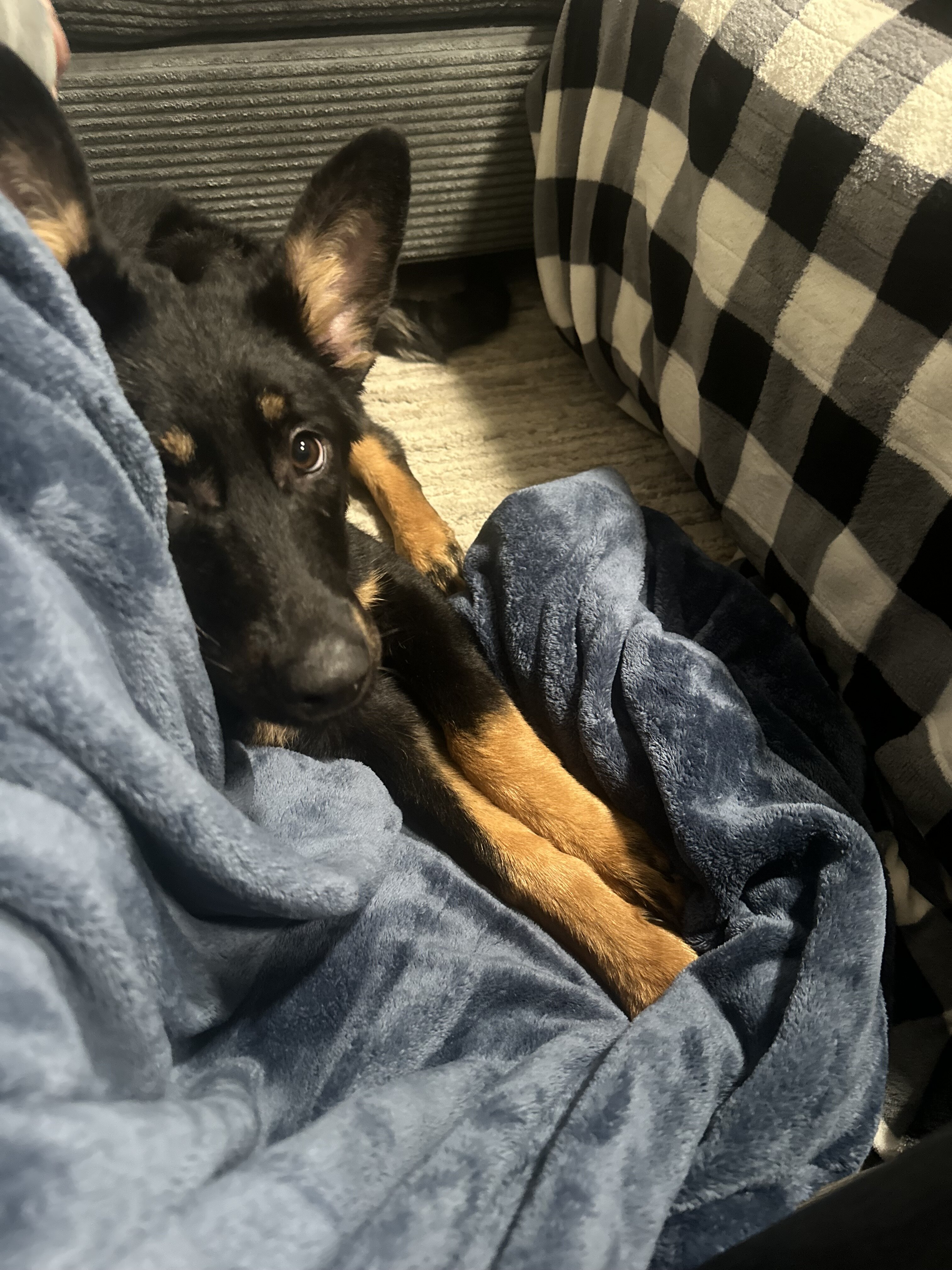 Puppy image 1