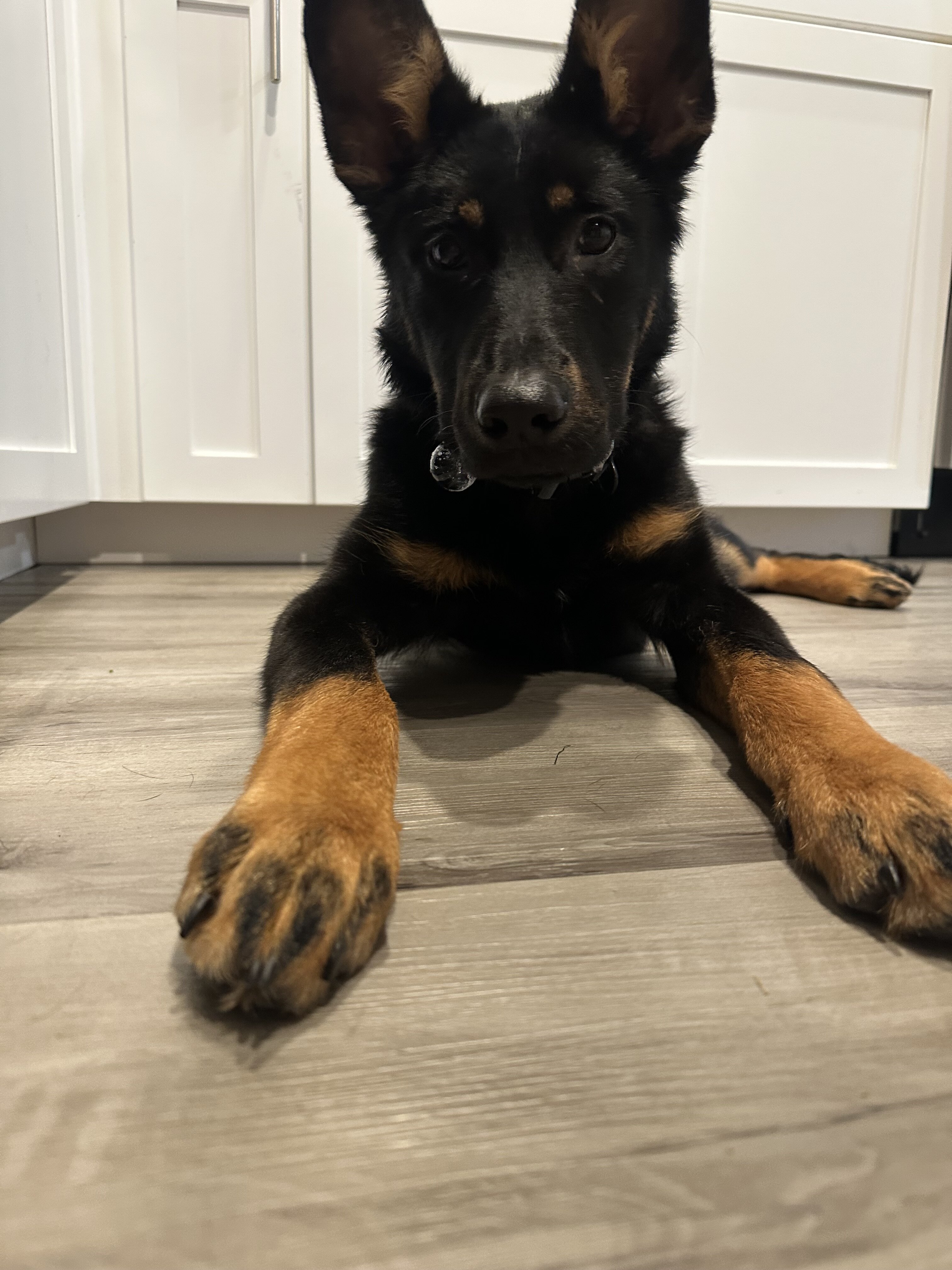 Puppy image 5