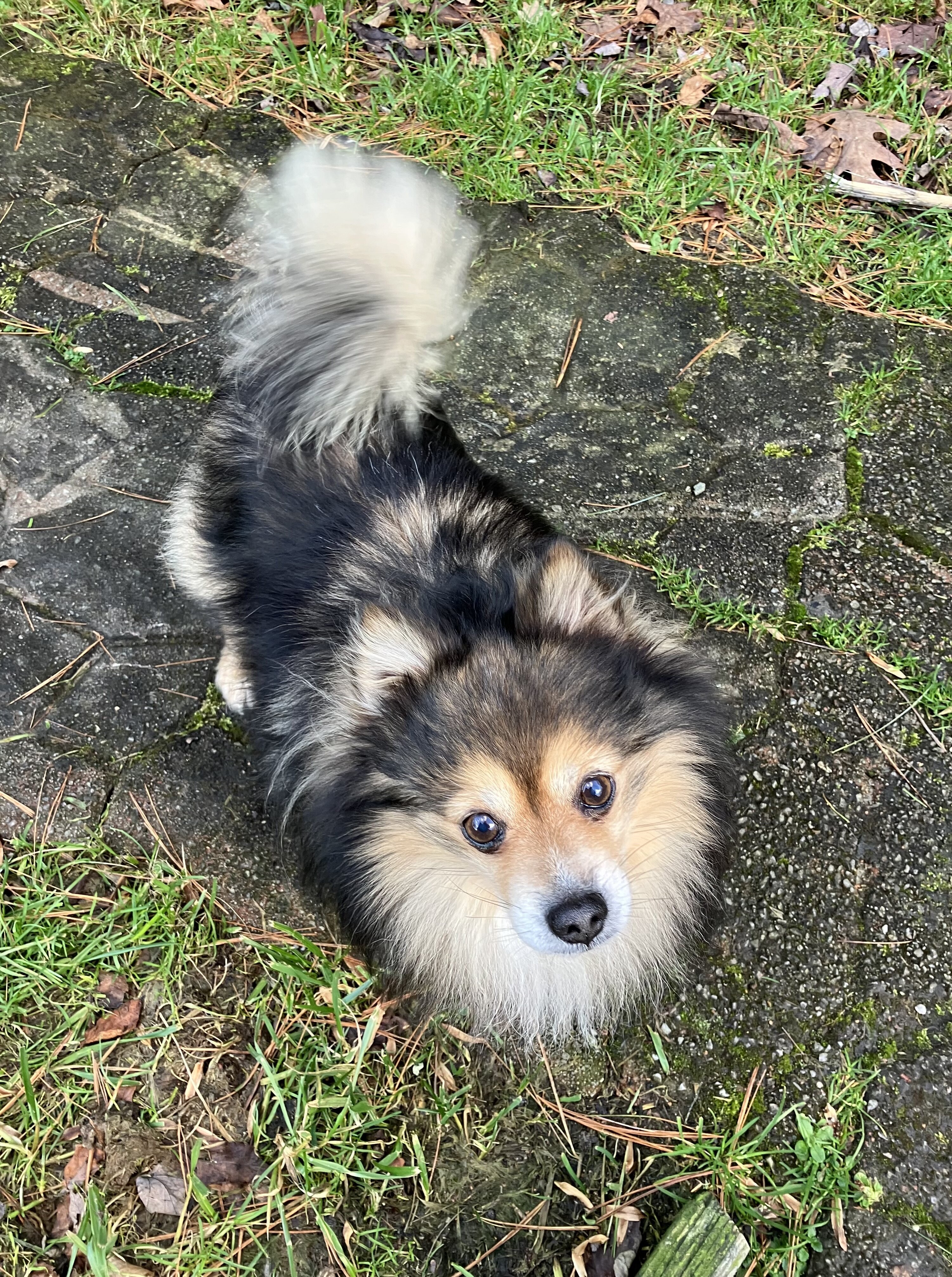 Pomeranian, Free Stud Dog Service image 1