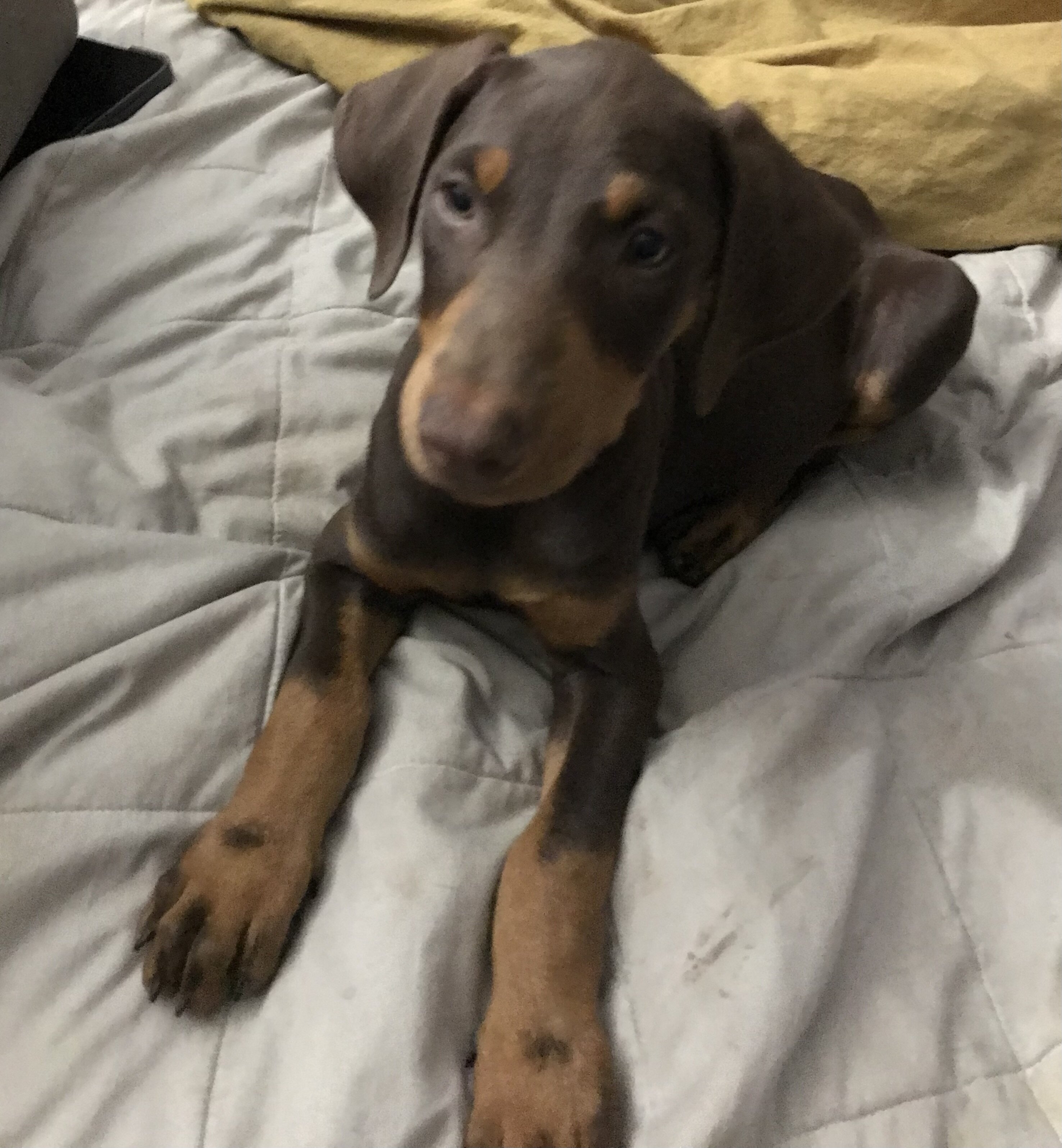 Doberman Pinscher Puppys image 6