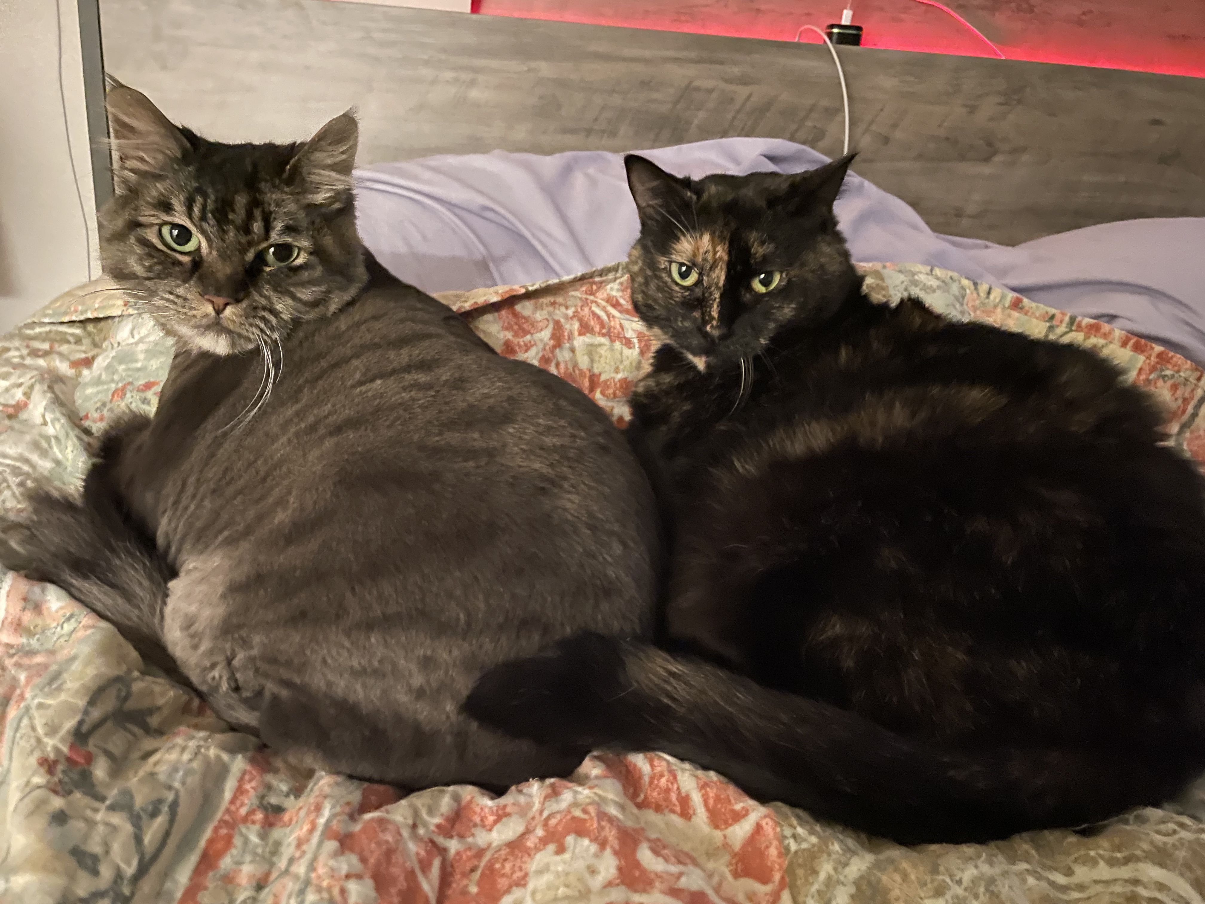 2 indoor female Cats image 2