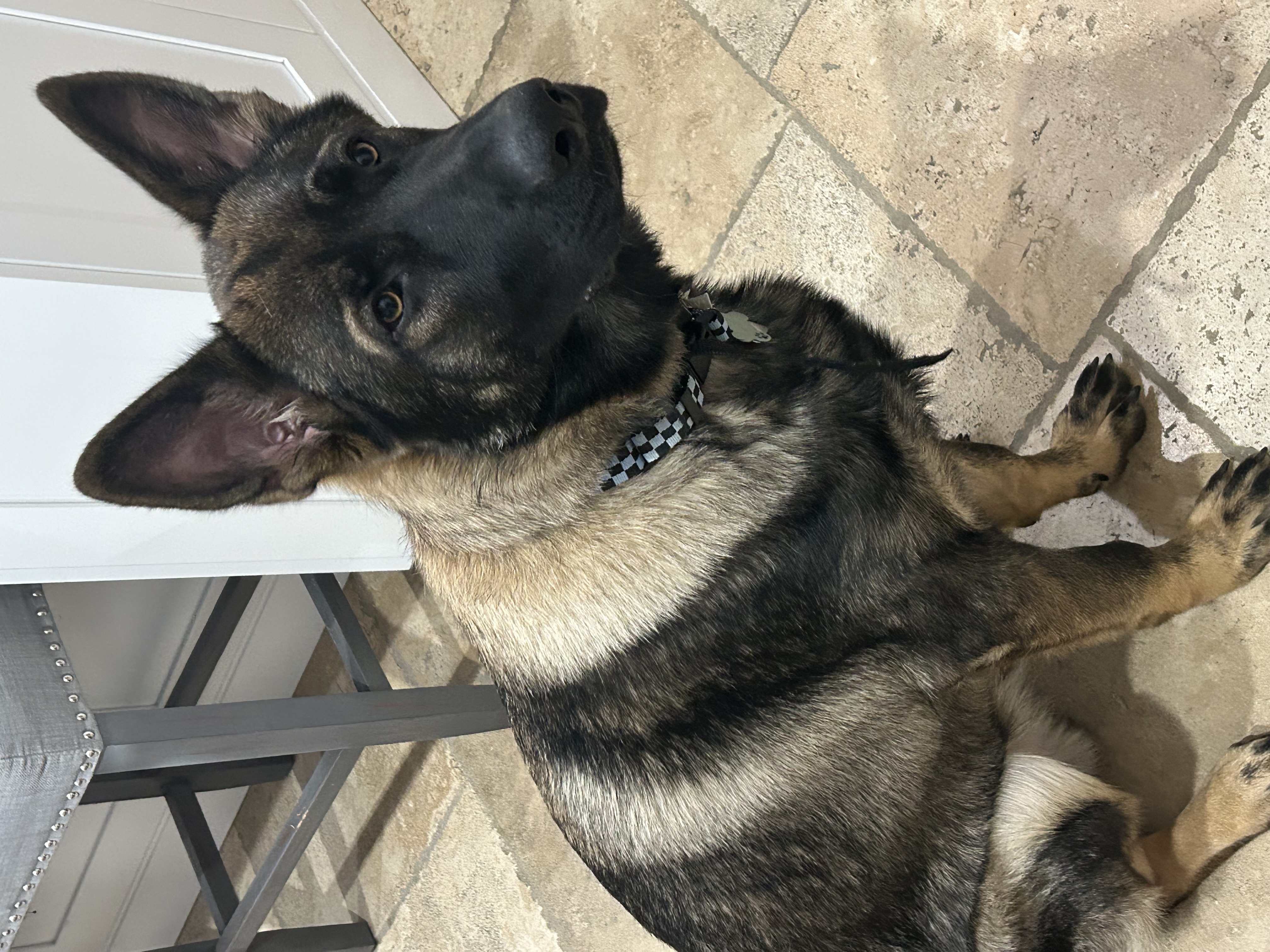 Highly desirable purebred German Shepherd dog. image 1