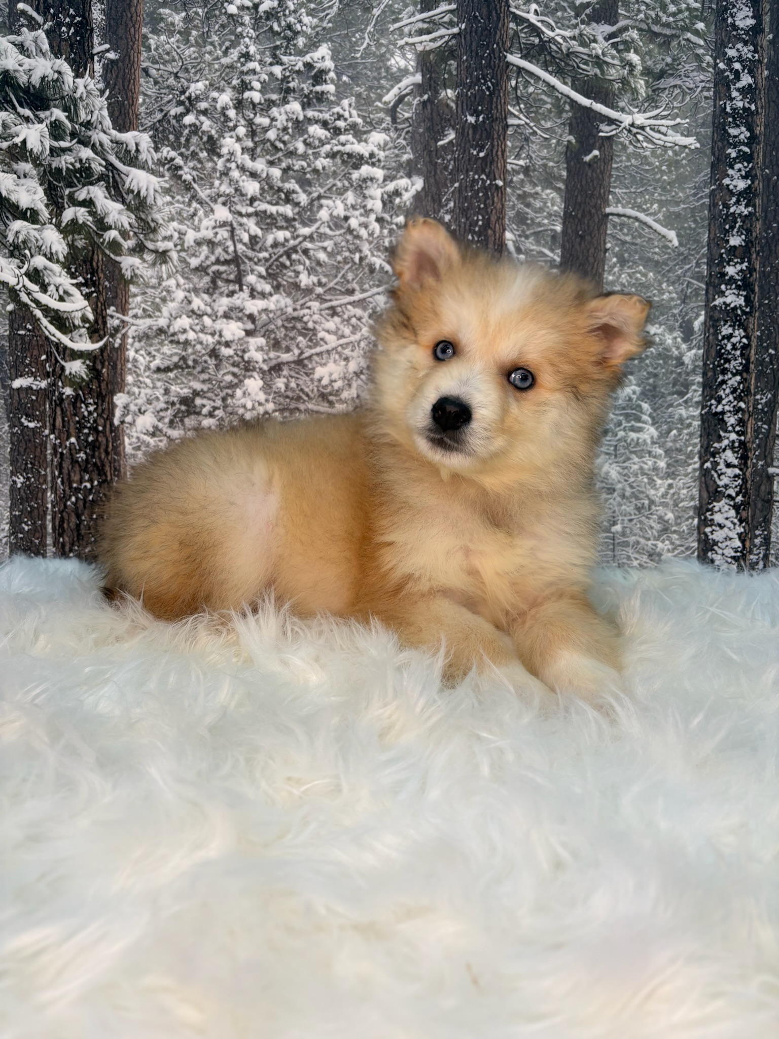 Pomsky mix puppy image 1