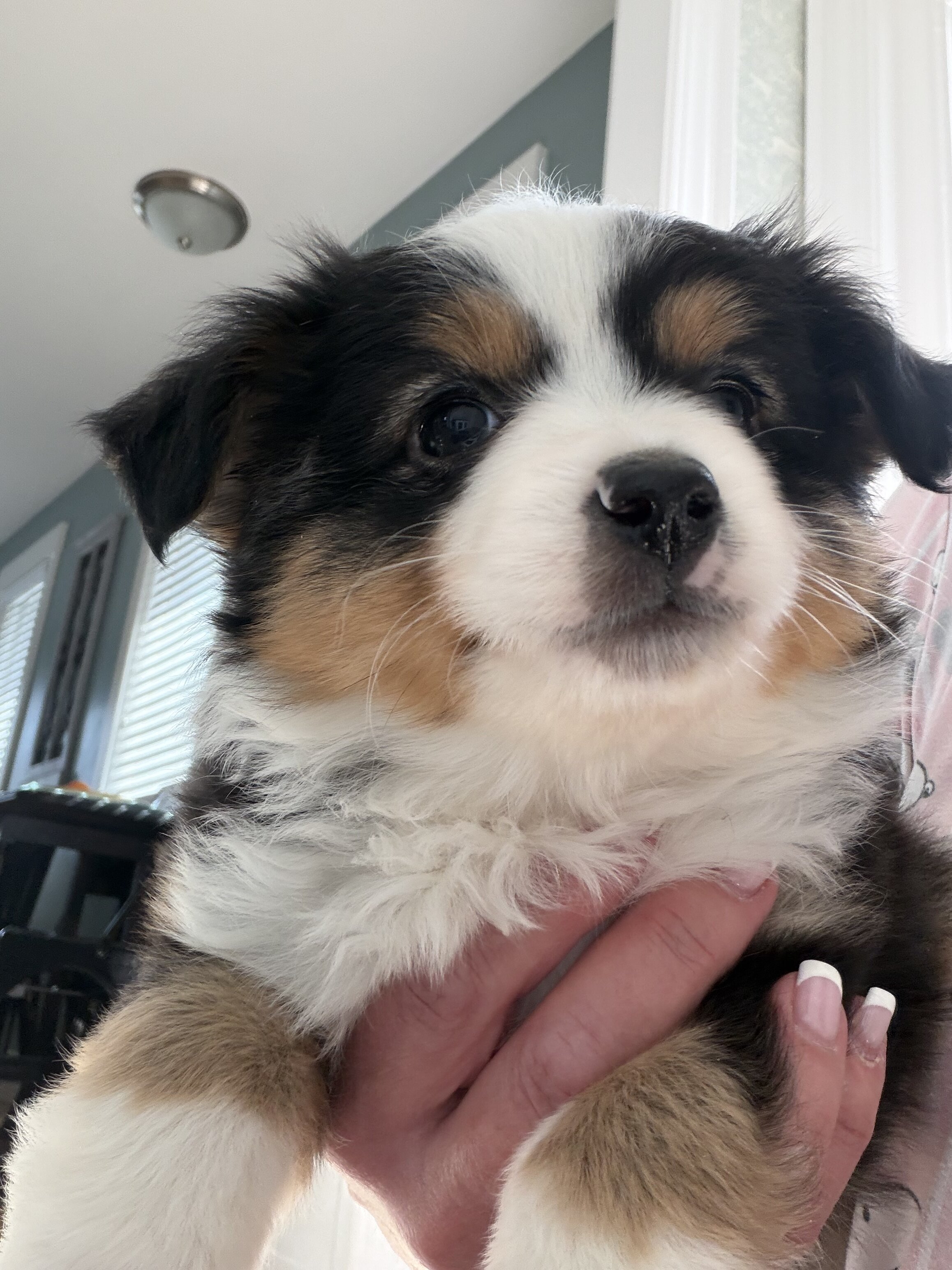 Puppy image 2