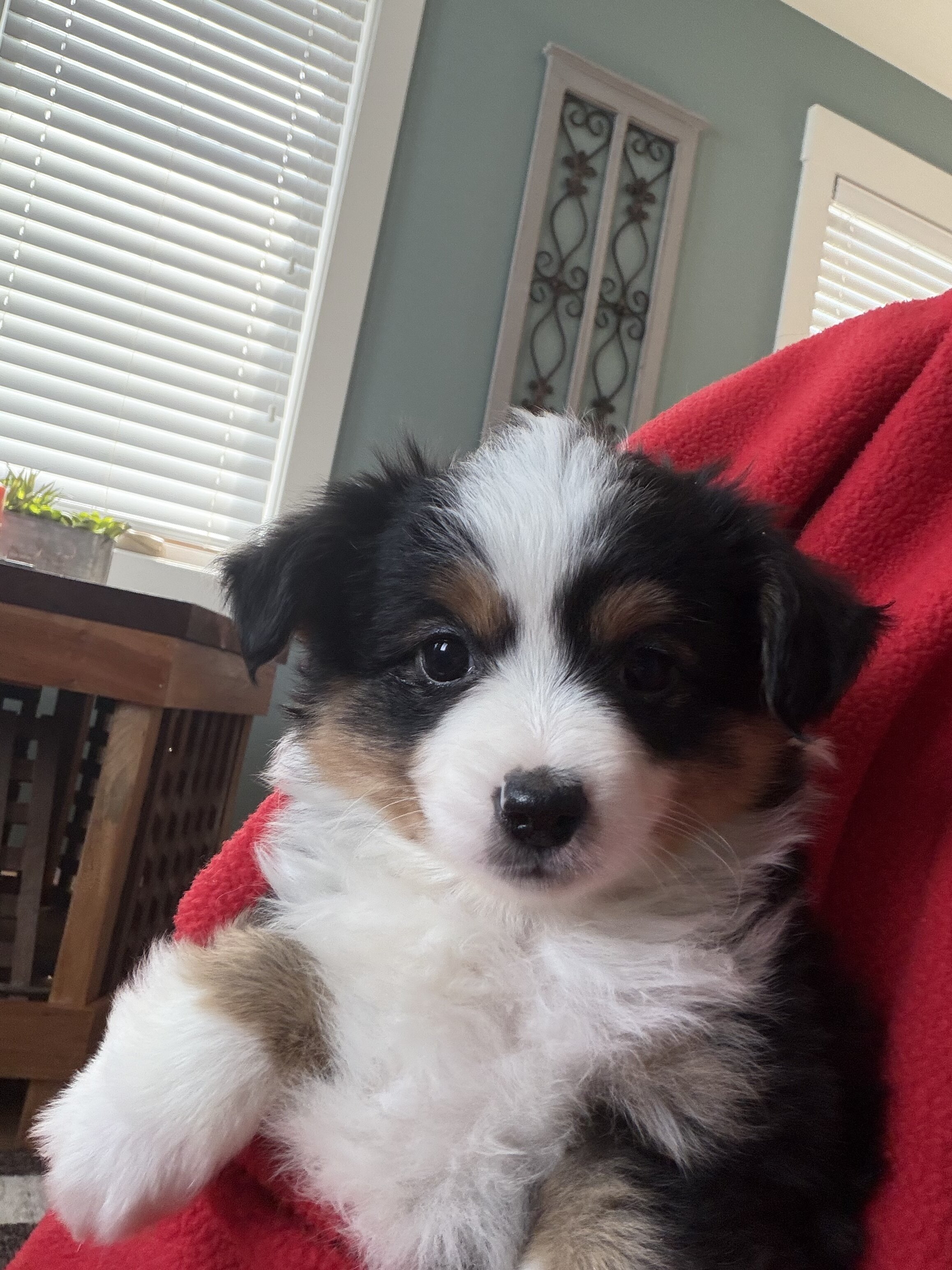 Puppy image 1